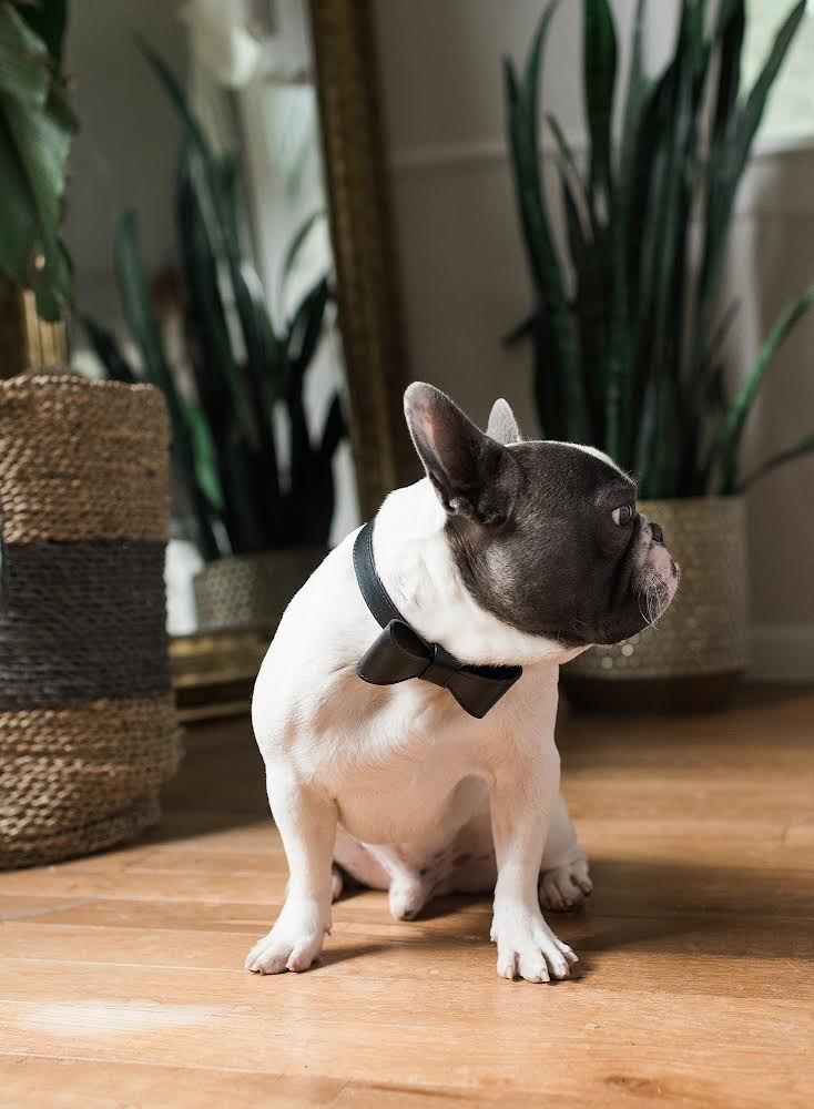 Onyx Black leather collar with removable bow