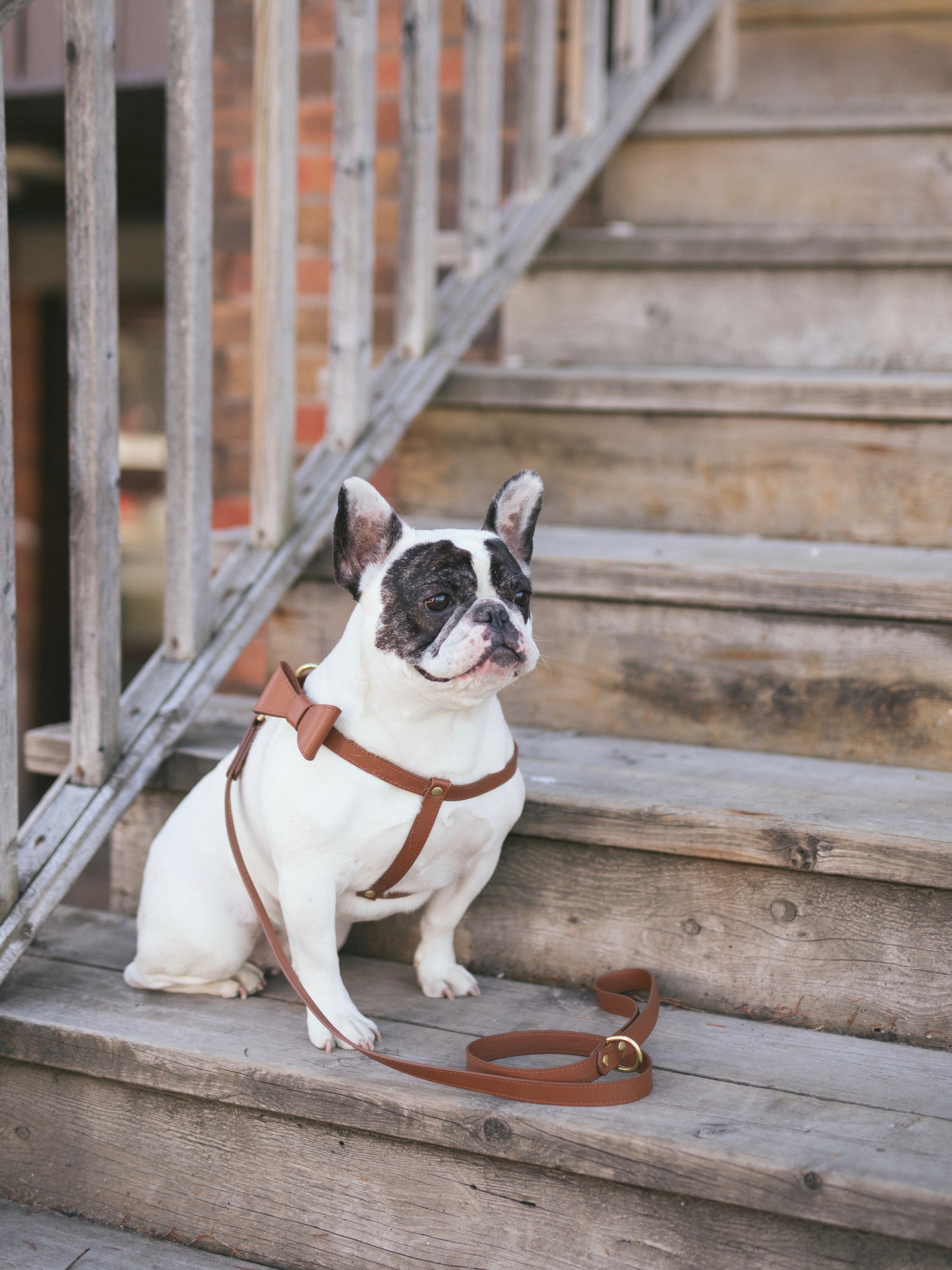 Saddle brown leather harness with removable bow