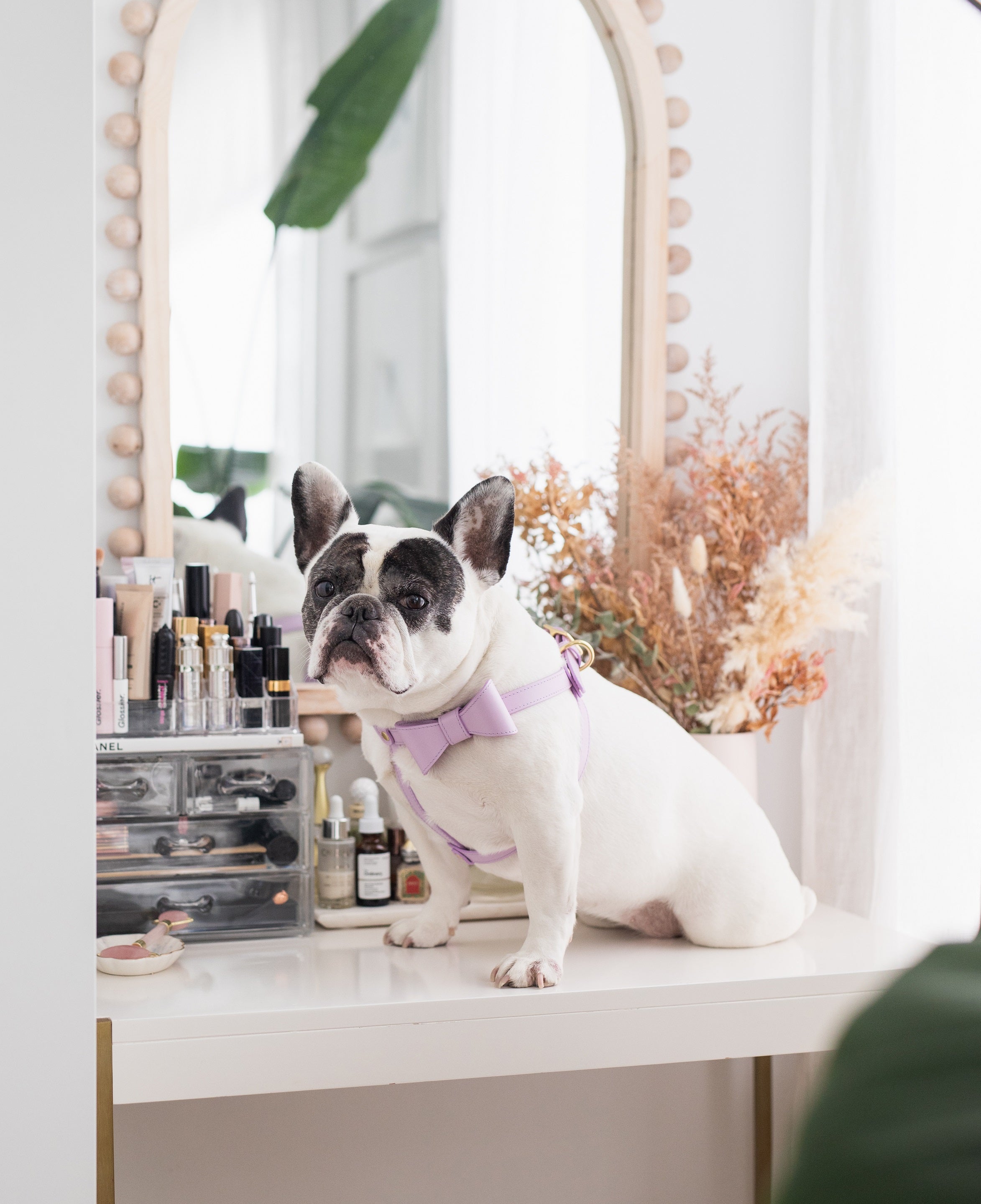 Lilac leather collar with removable bow