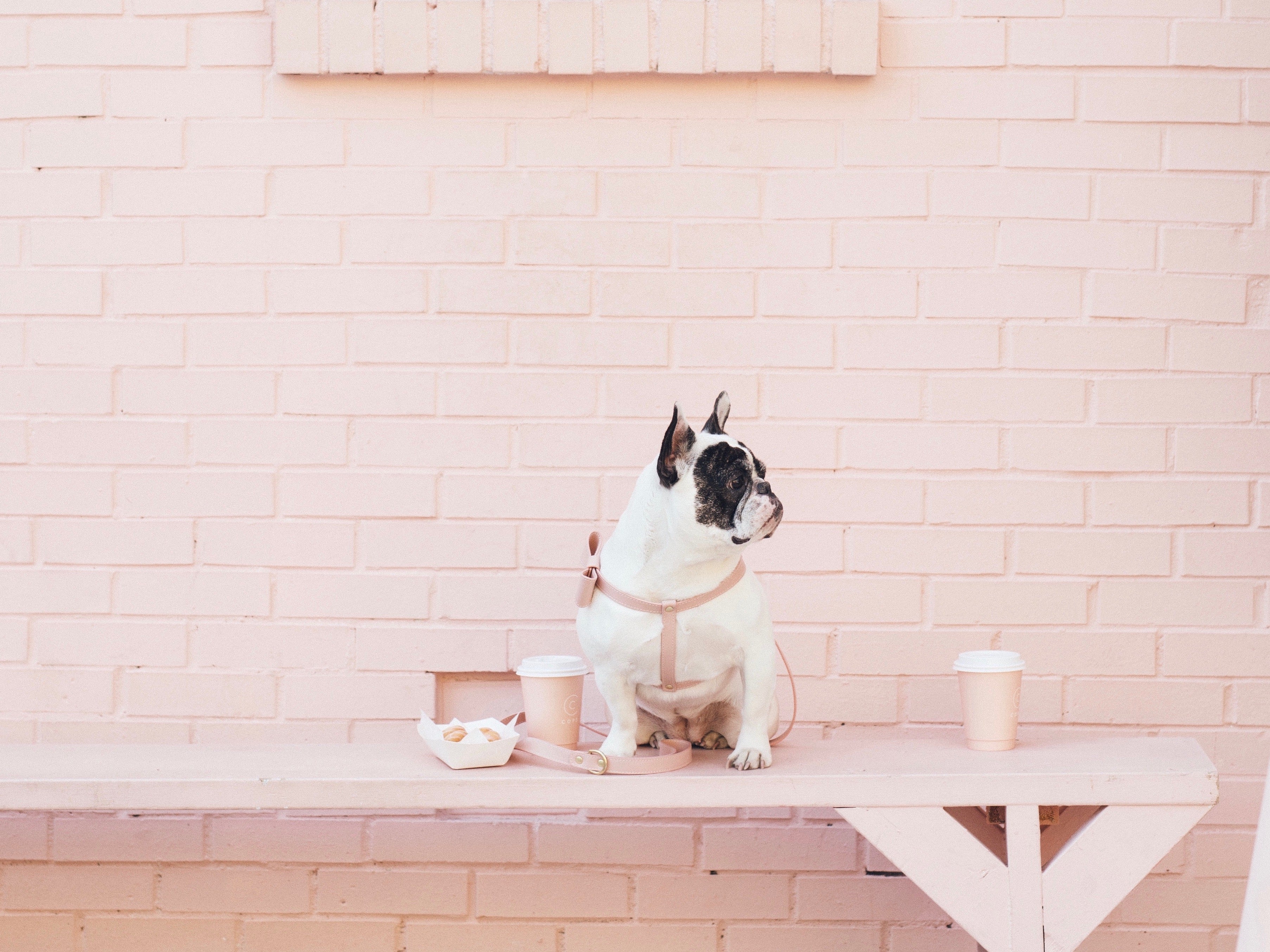 Blush Pink leather Harness with removable bow