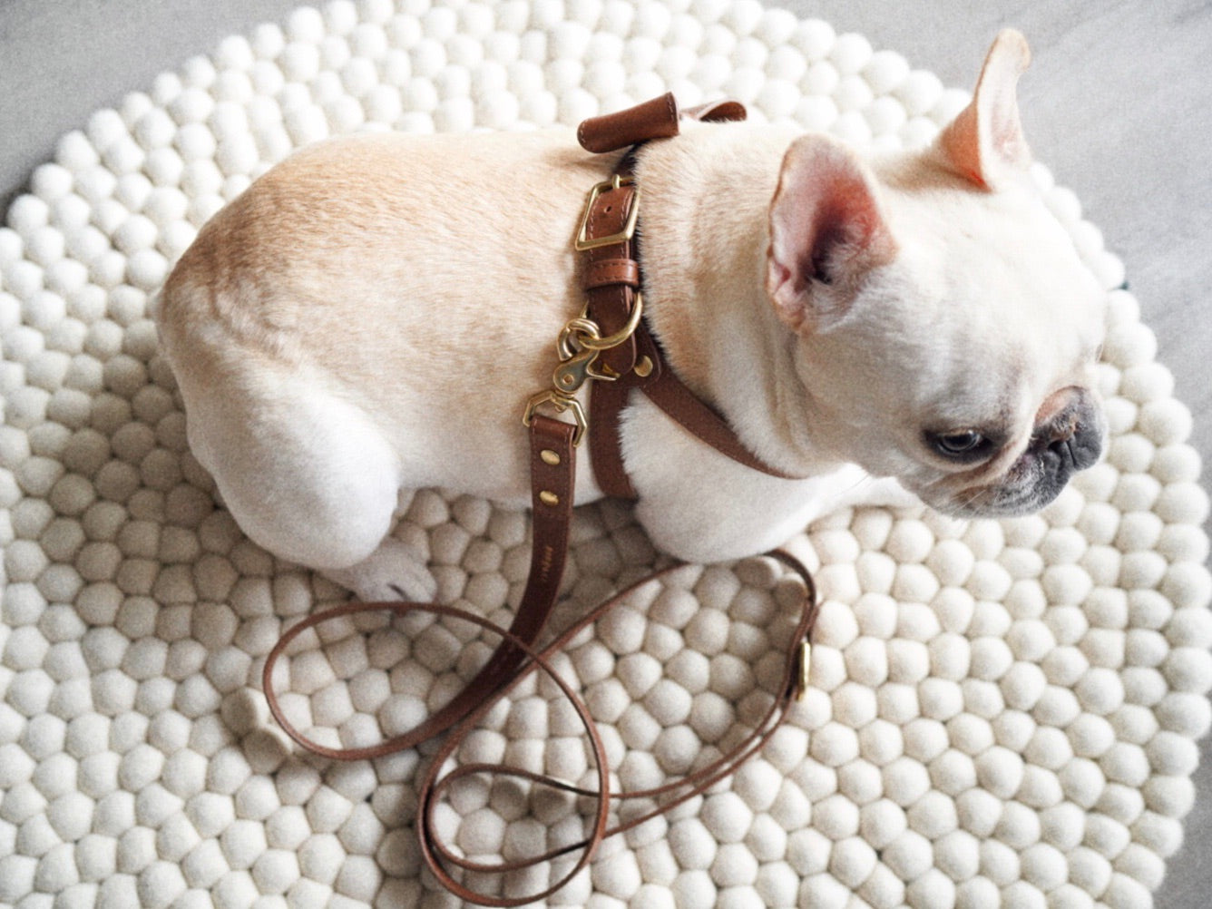 Saddle brown leather harness with removable bow