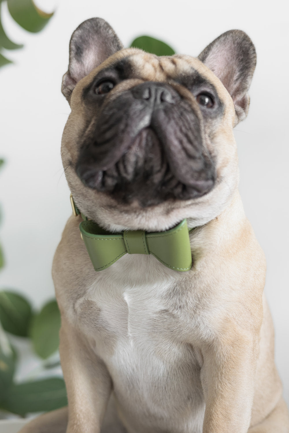 Moss Green leather collar with removable bow