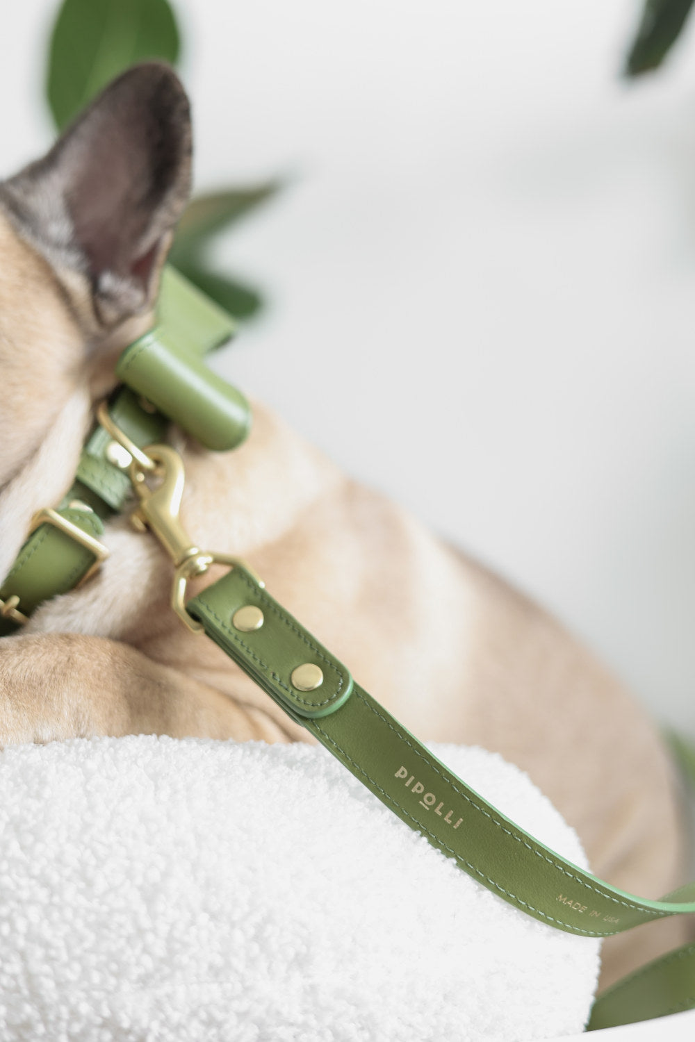 Moss Green leather collar with removable bow