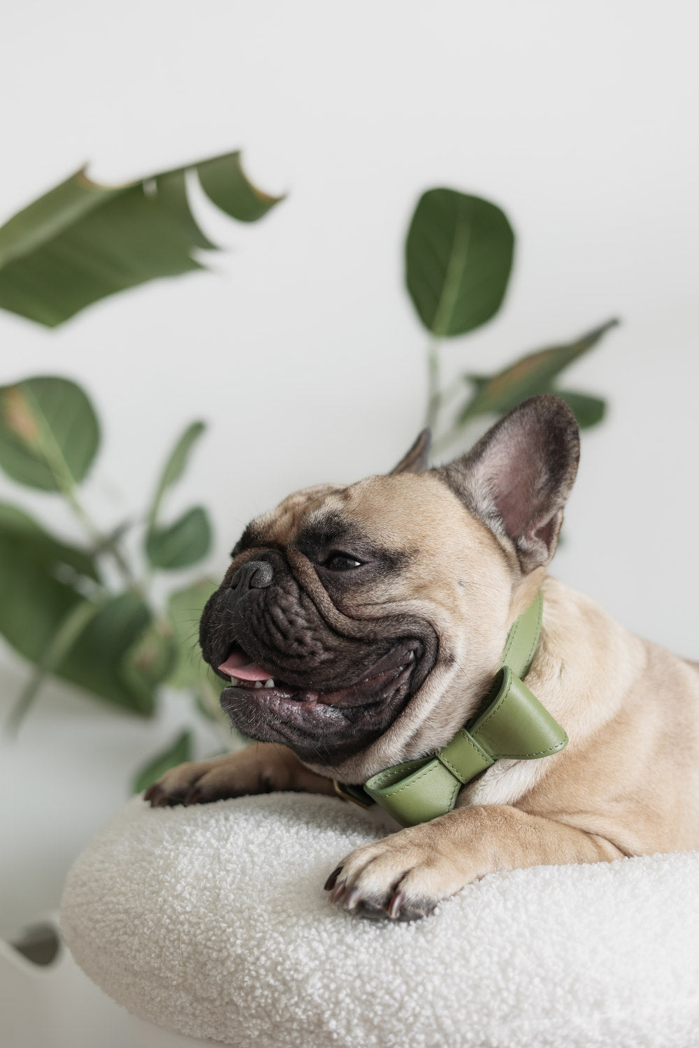 Moss Green leather collar with removable bow
