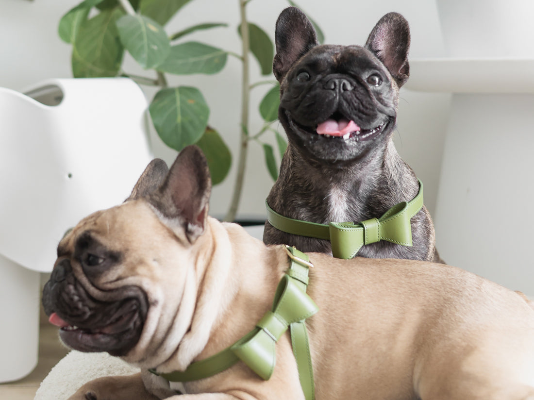 Moss Green leather Harness with removable bow