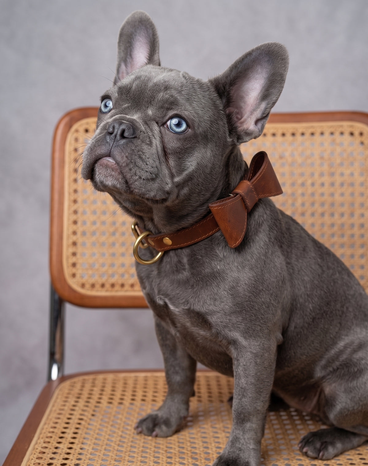 Heritage Brown leather collar with removable bow