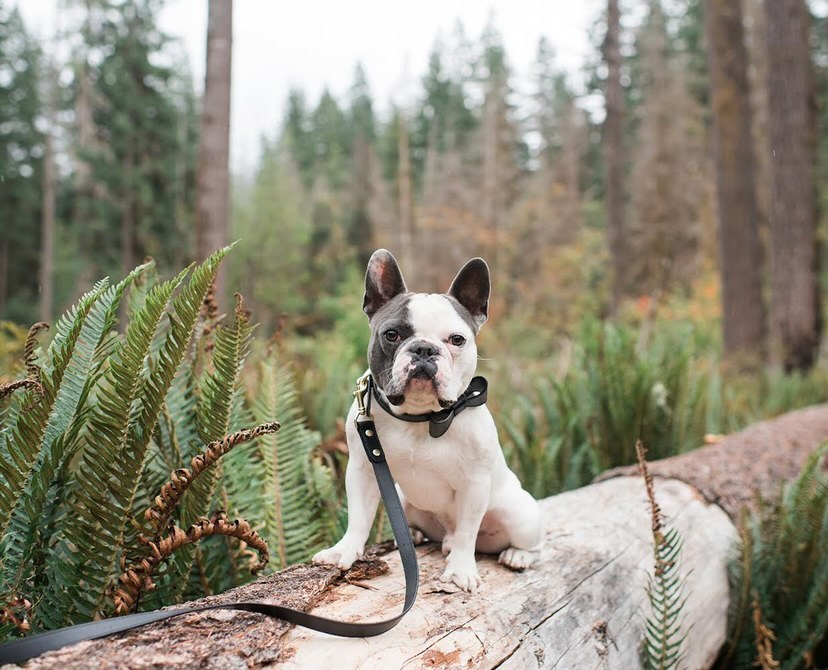 Onyx Black leather leash