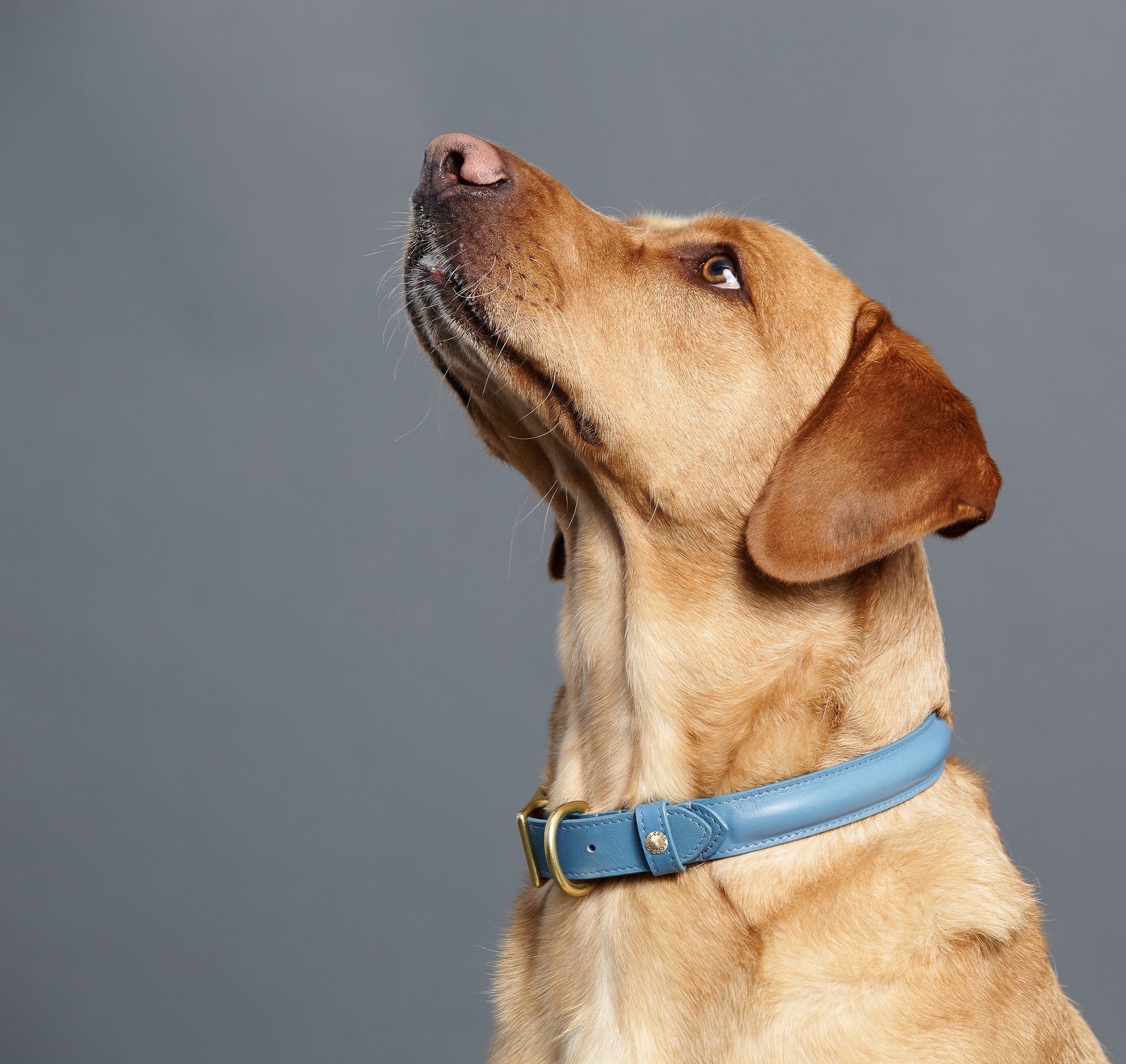 BIBI Collar - Marine Blue