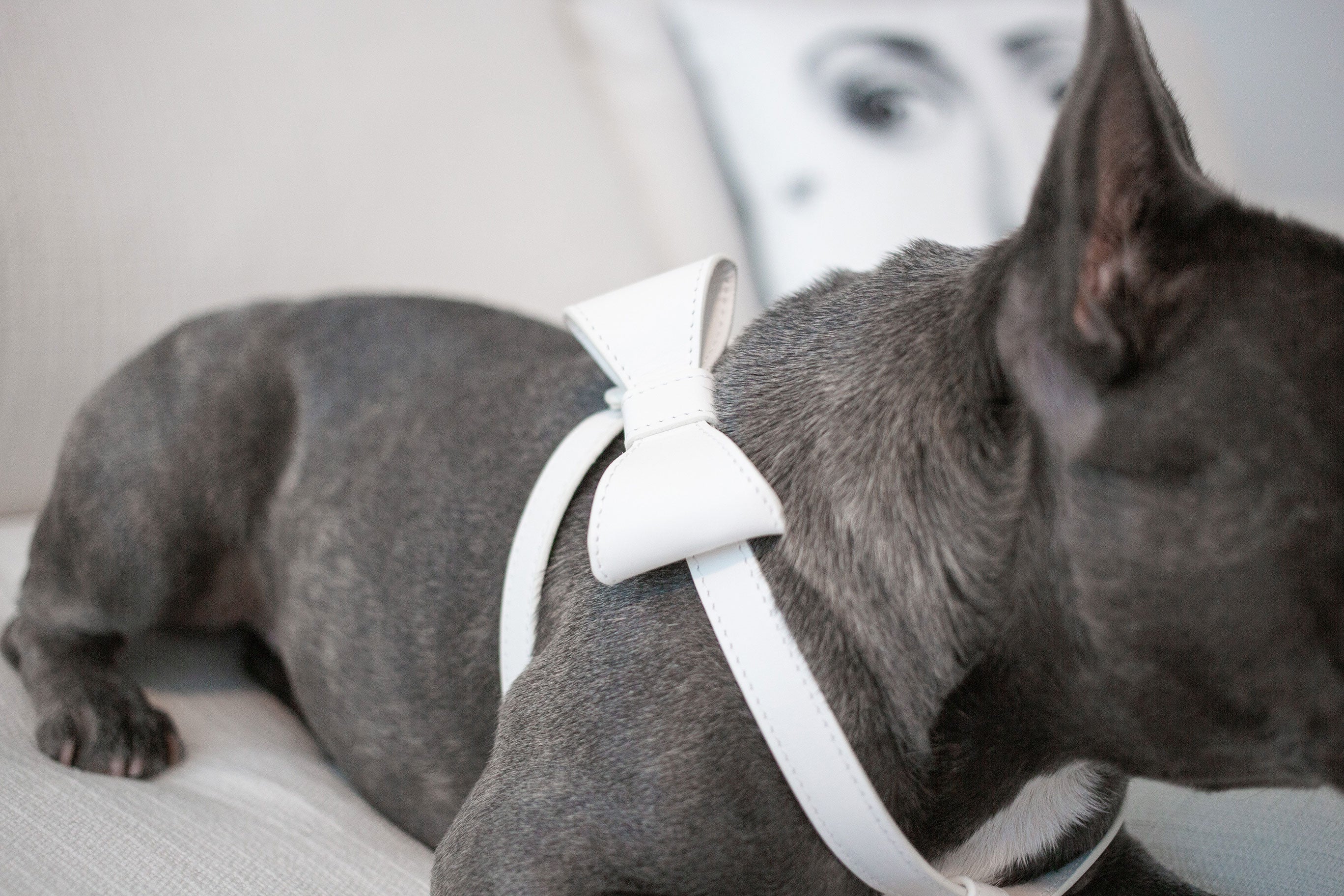 Off White leather Harness with removable bow