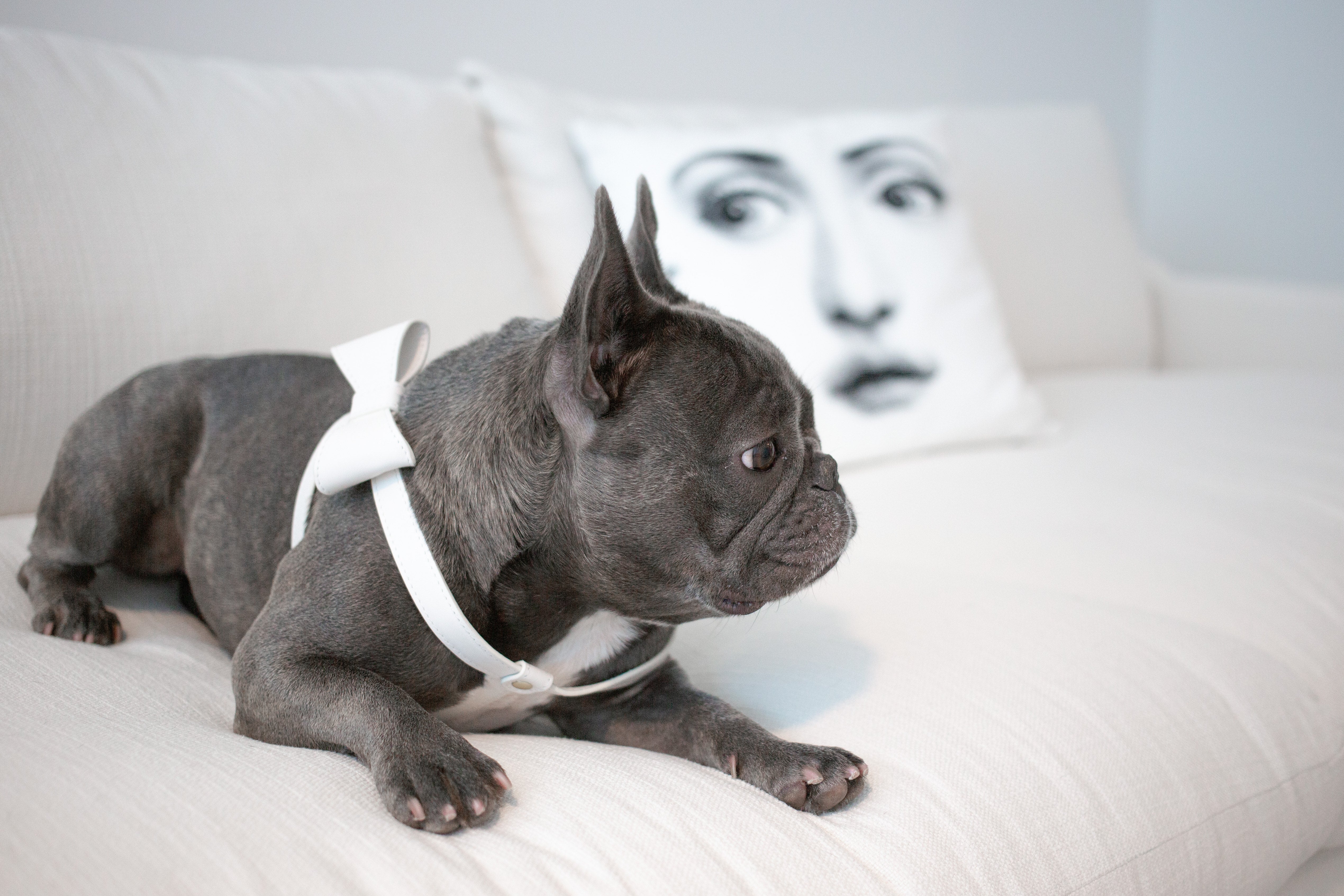 Off White leather Harness with removable bow