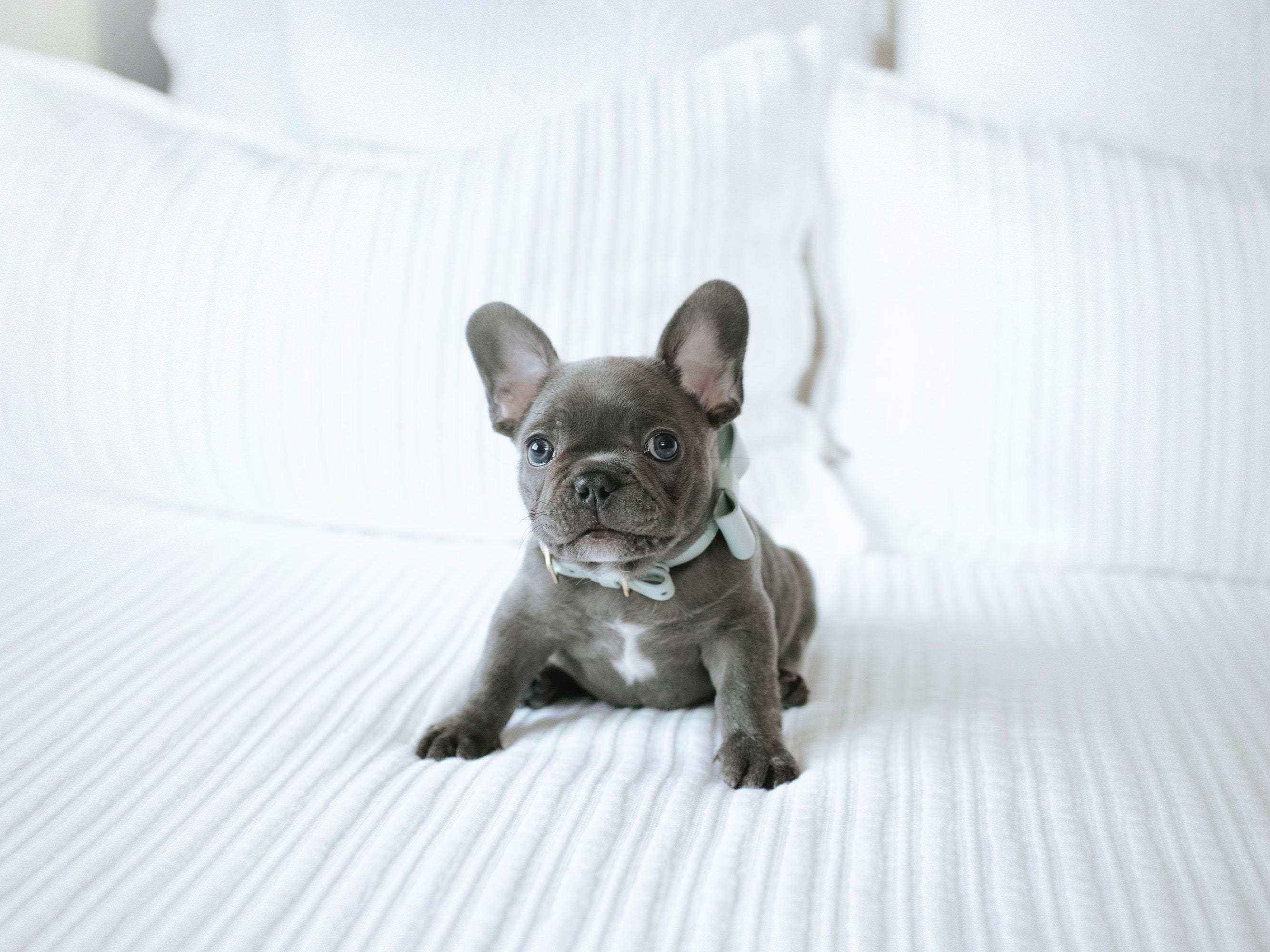 Mint leather collar with removable bow