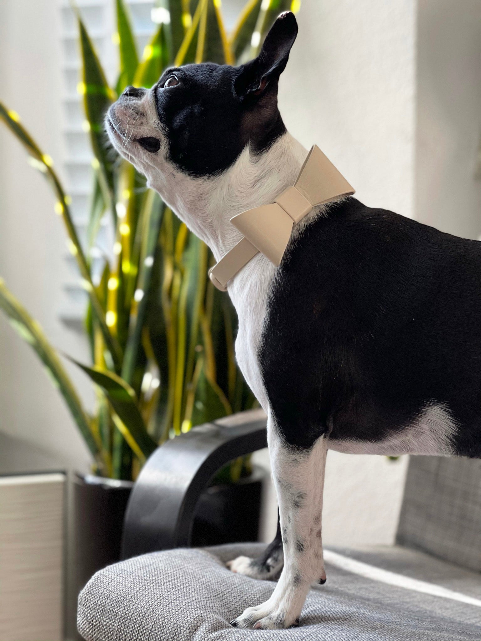 Linen Beige collar with removable bow
