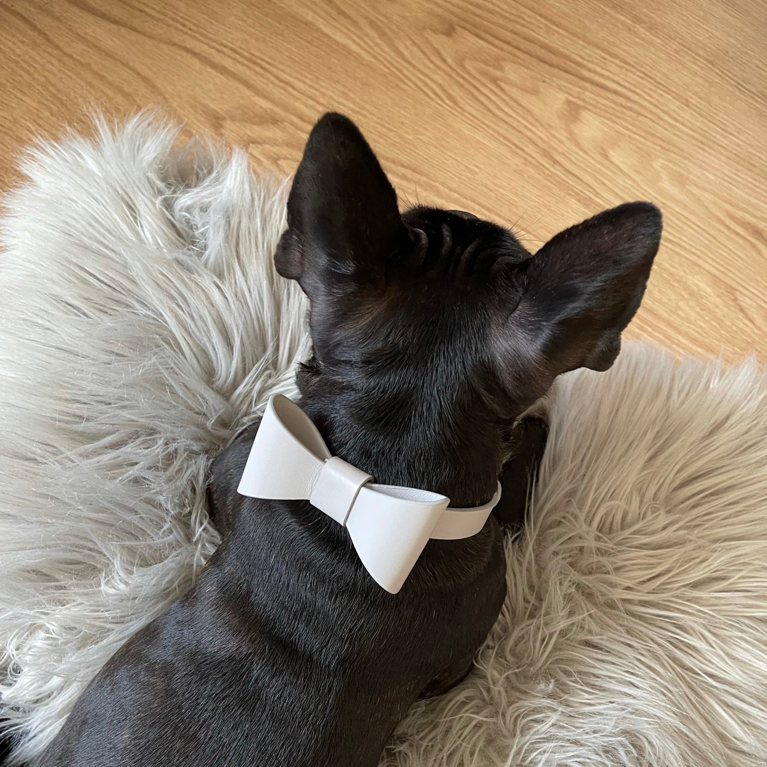 Pearl gray leather collar with removable bow