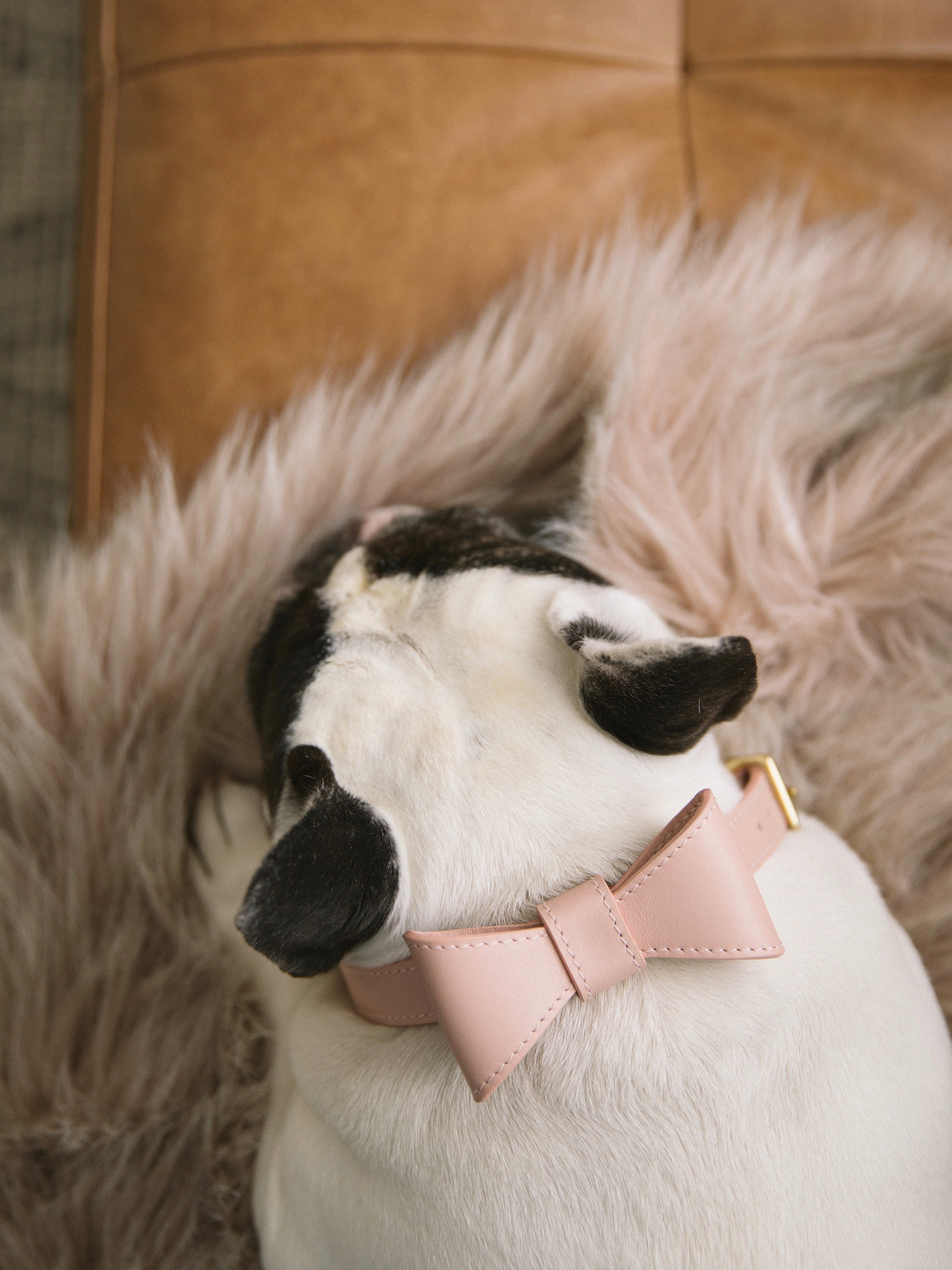 Blush pink leather collar with removable bow