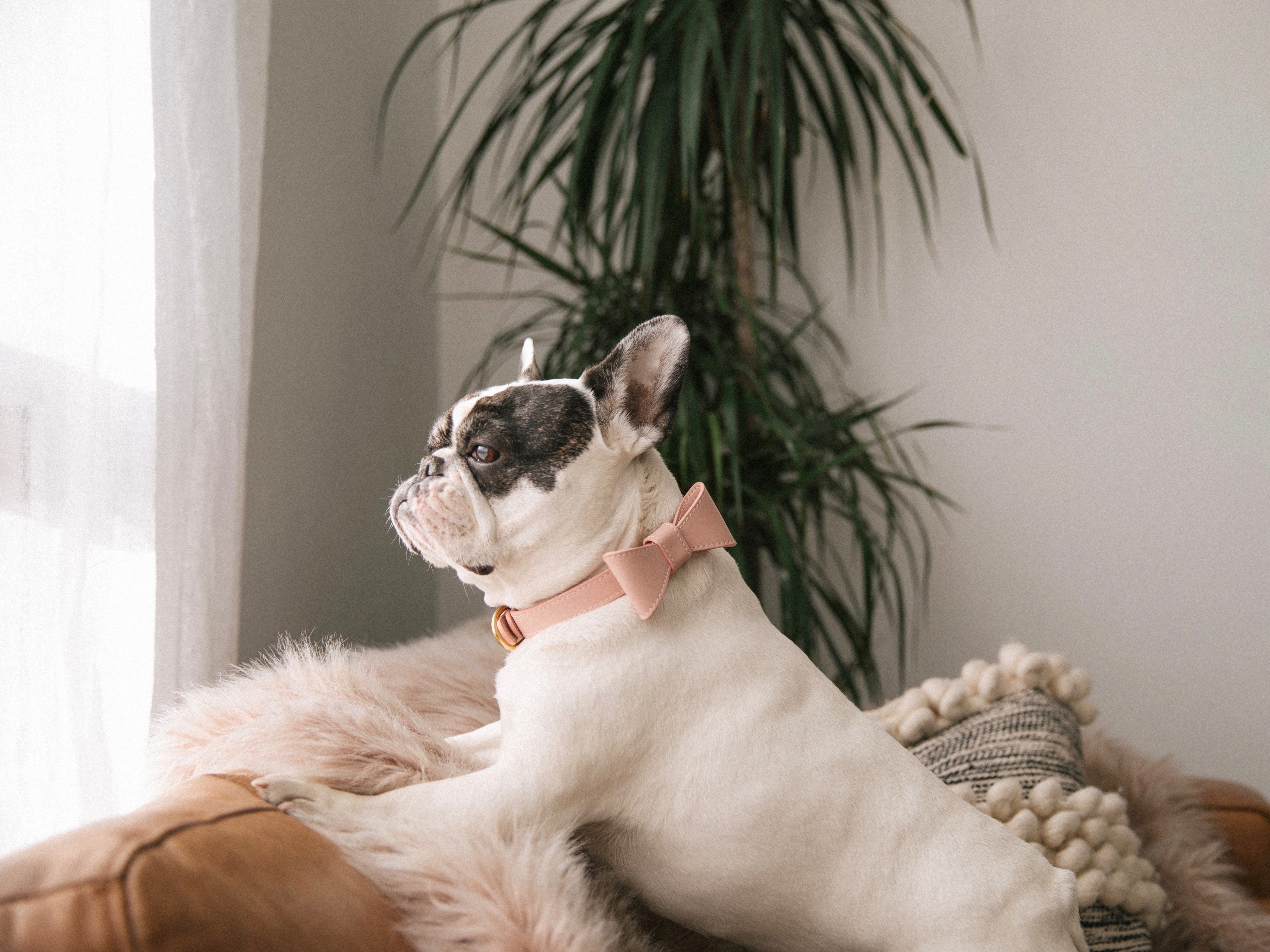 Blush pink leather collar with removable bow