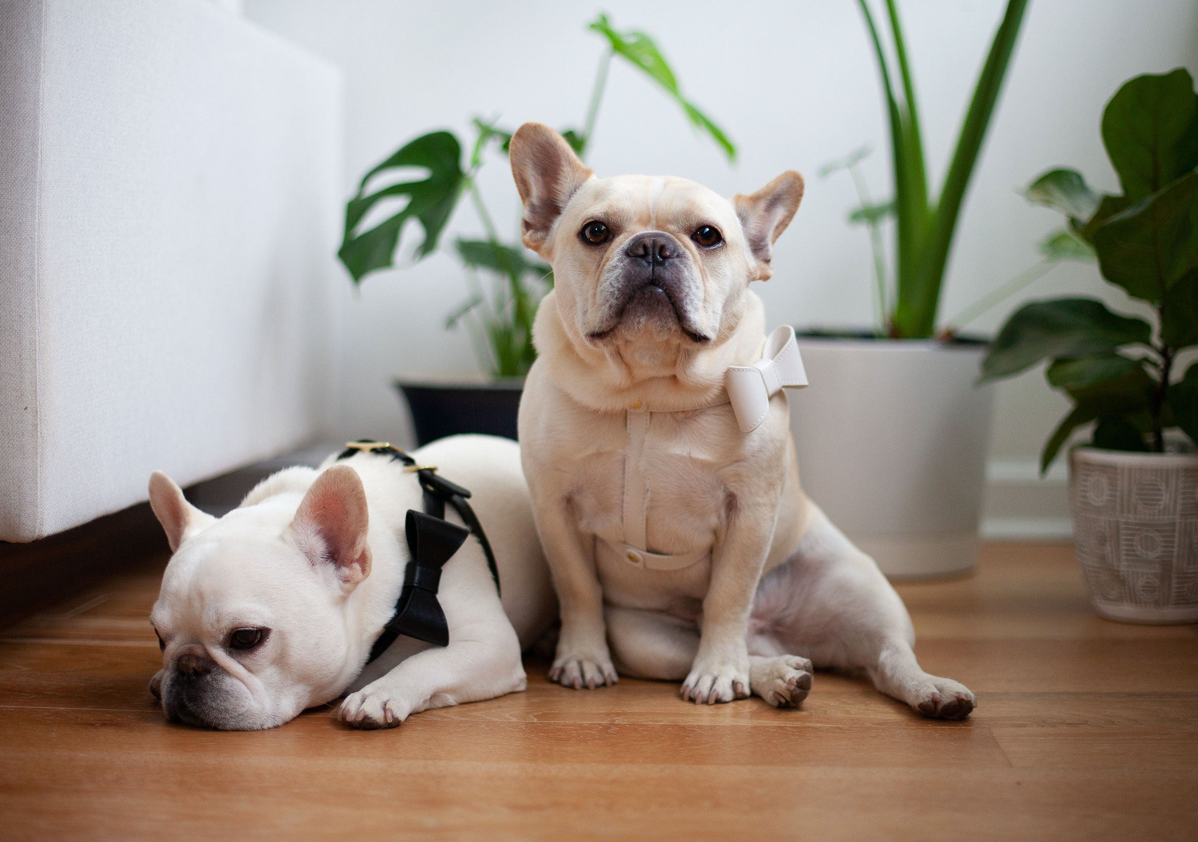 Off White leather Harness with removable bow