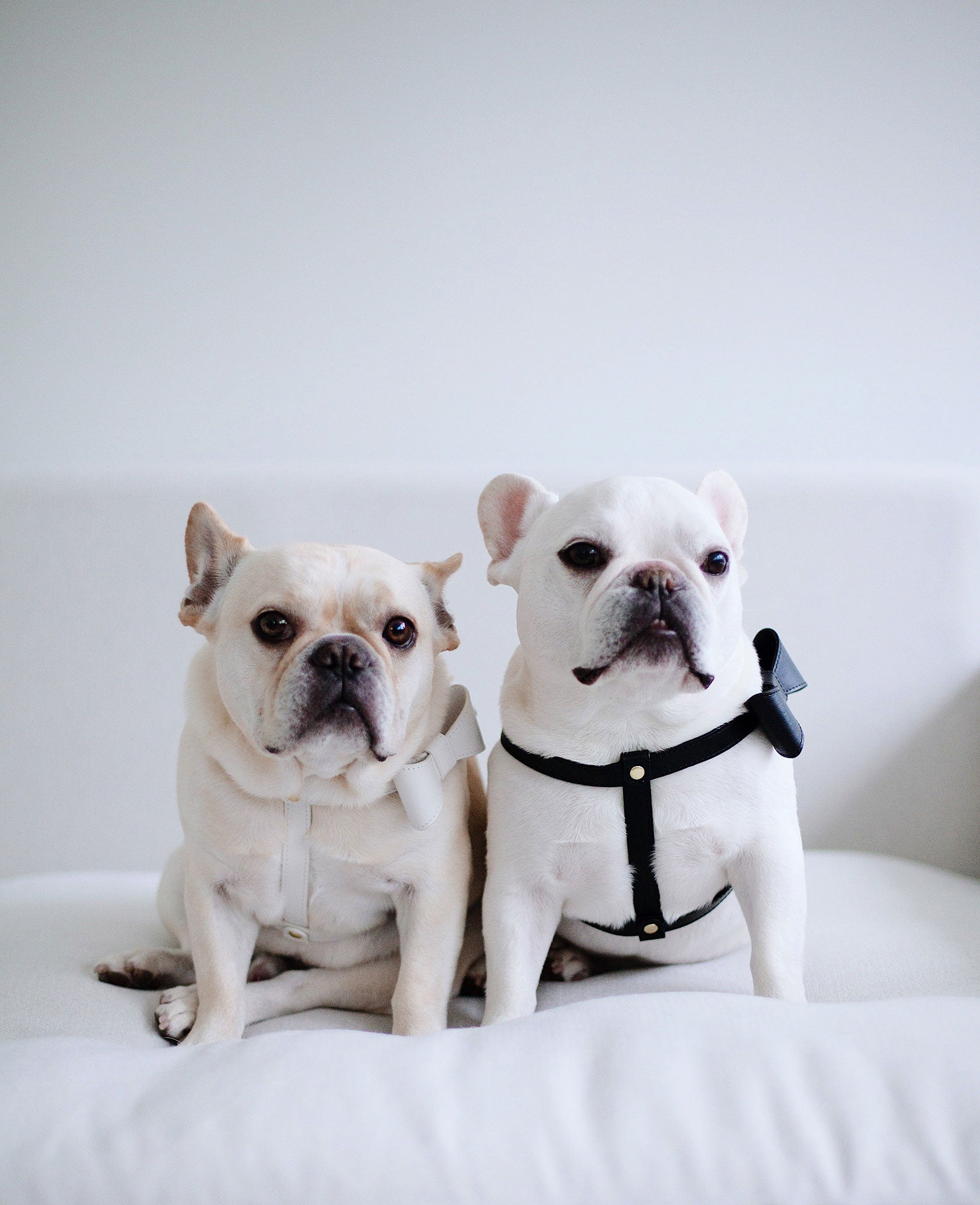 Onyx Black leather Harness with removable bow