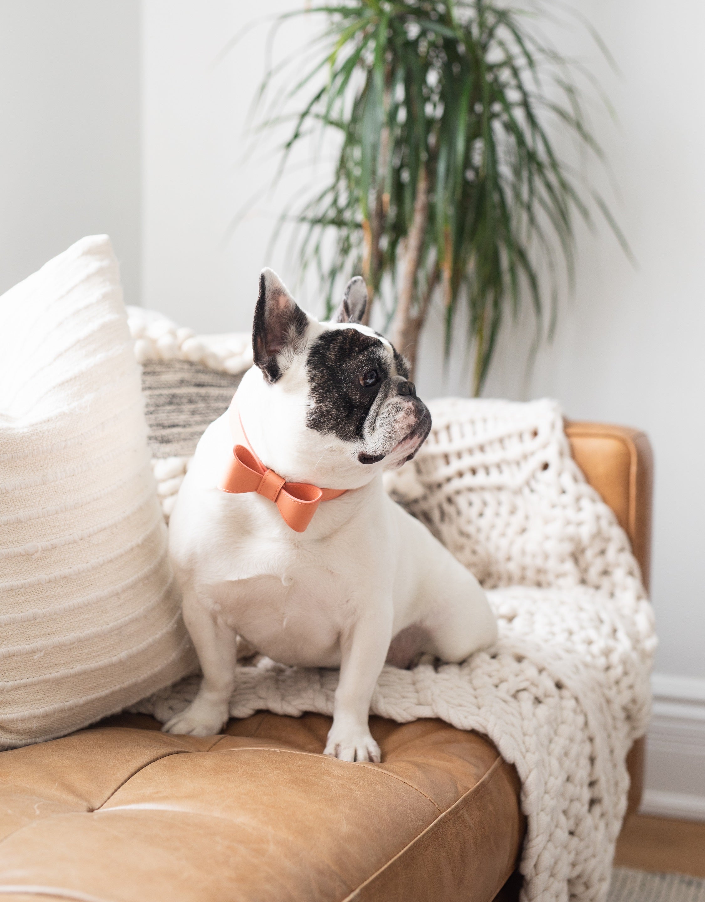 Peach leather collar with removable bow