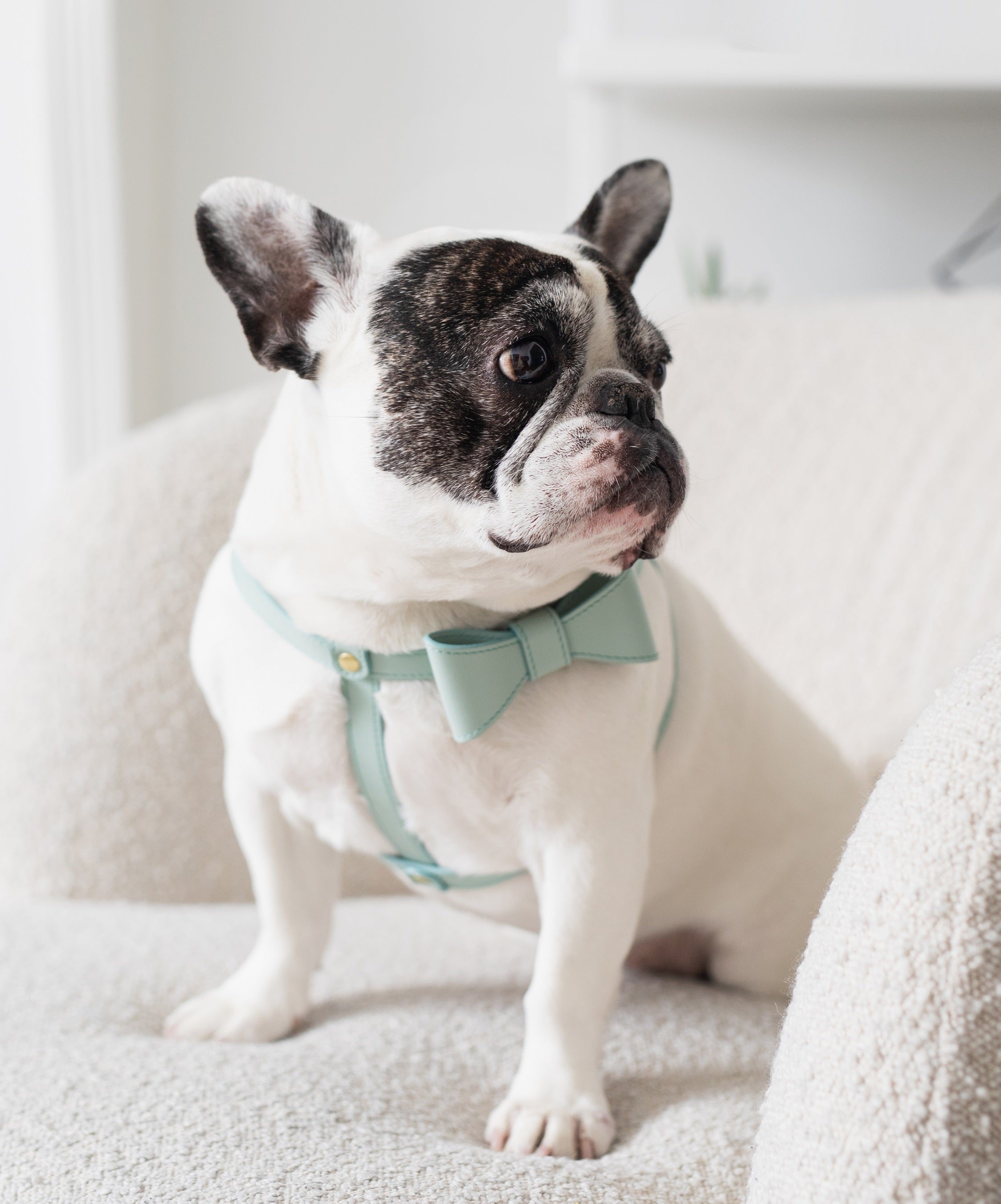 Mint leather Harness with removable bow