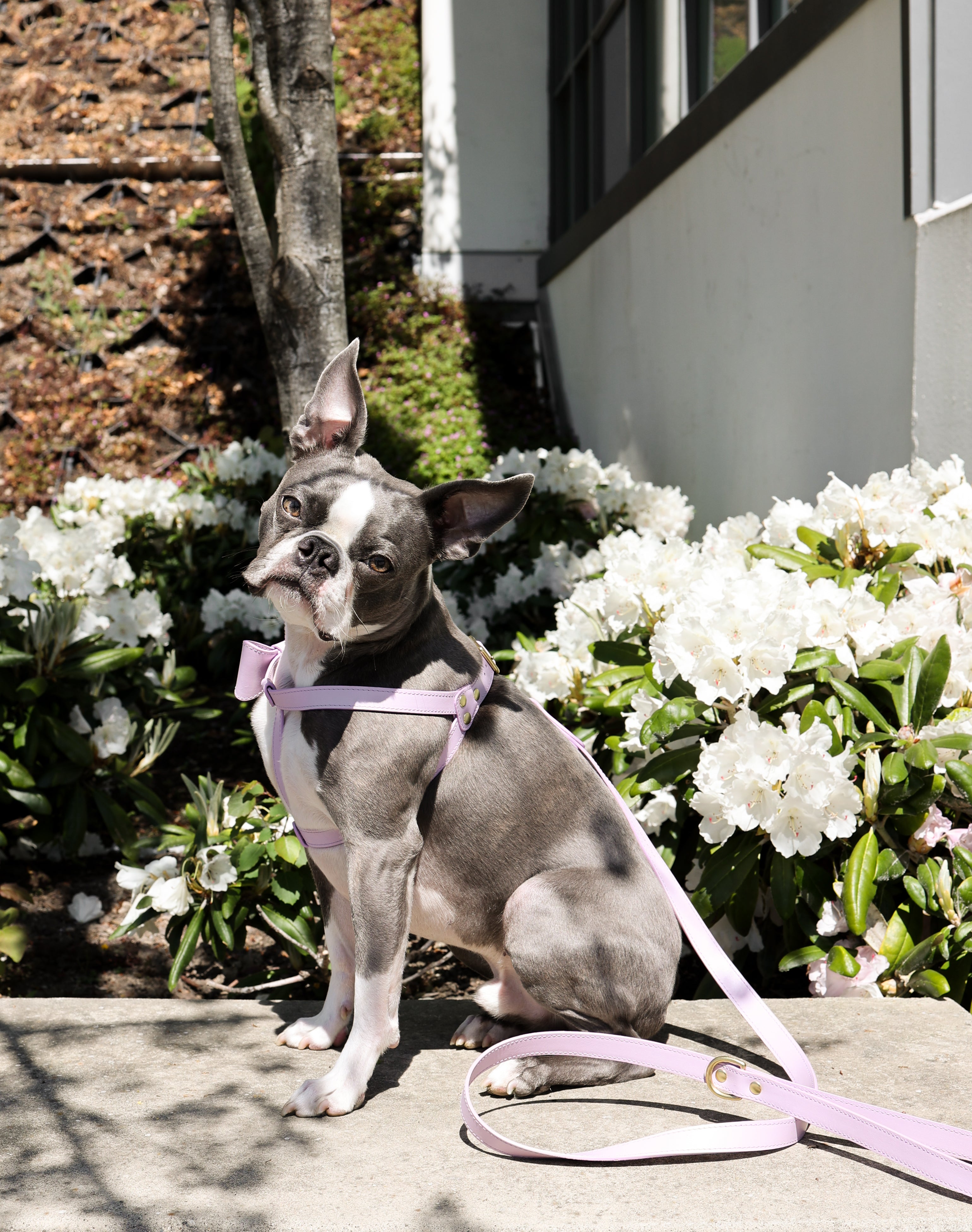 Lilac leather harness with removable bow