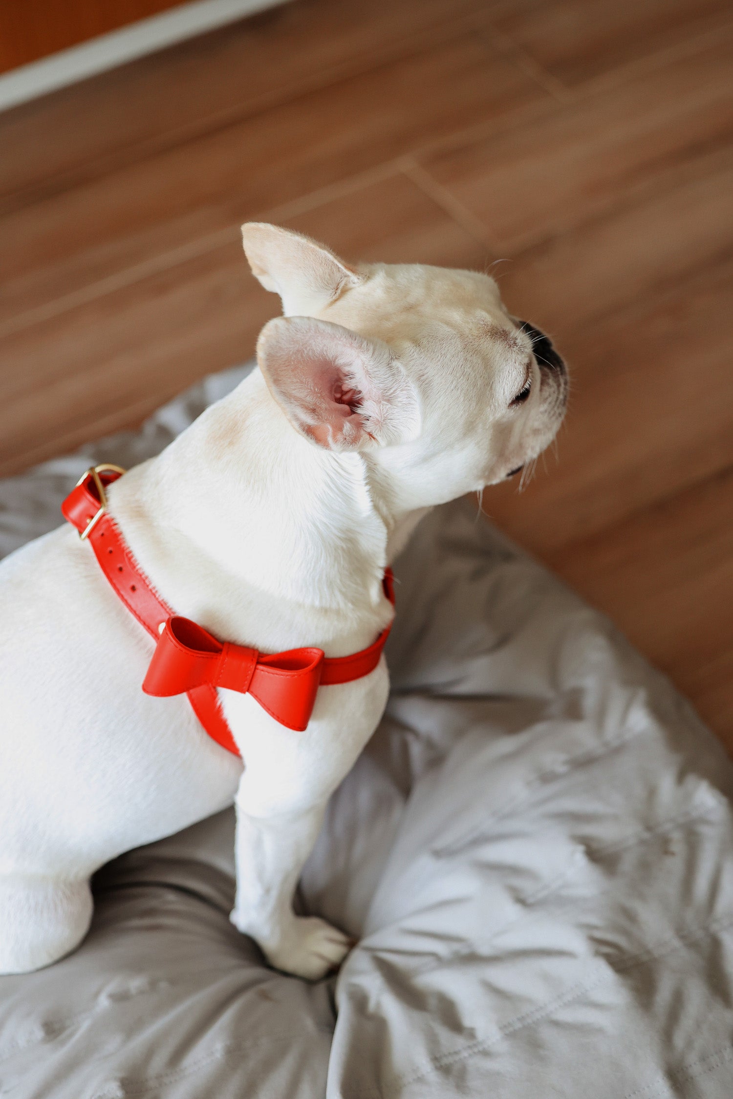 Poppy Red leather Harness with removable bow