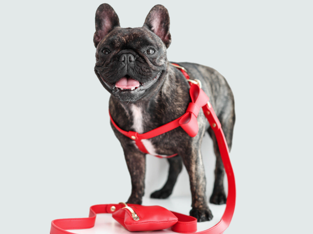 Poppy Red leather Harness with removable bow