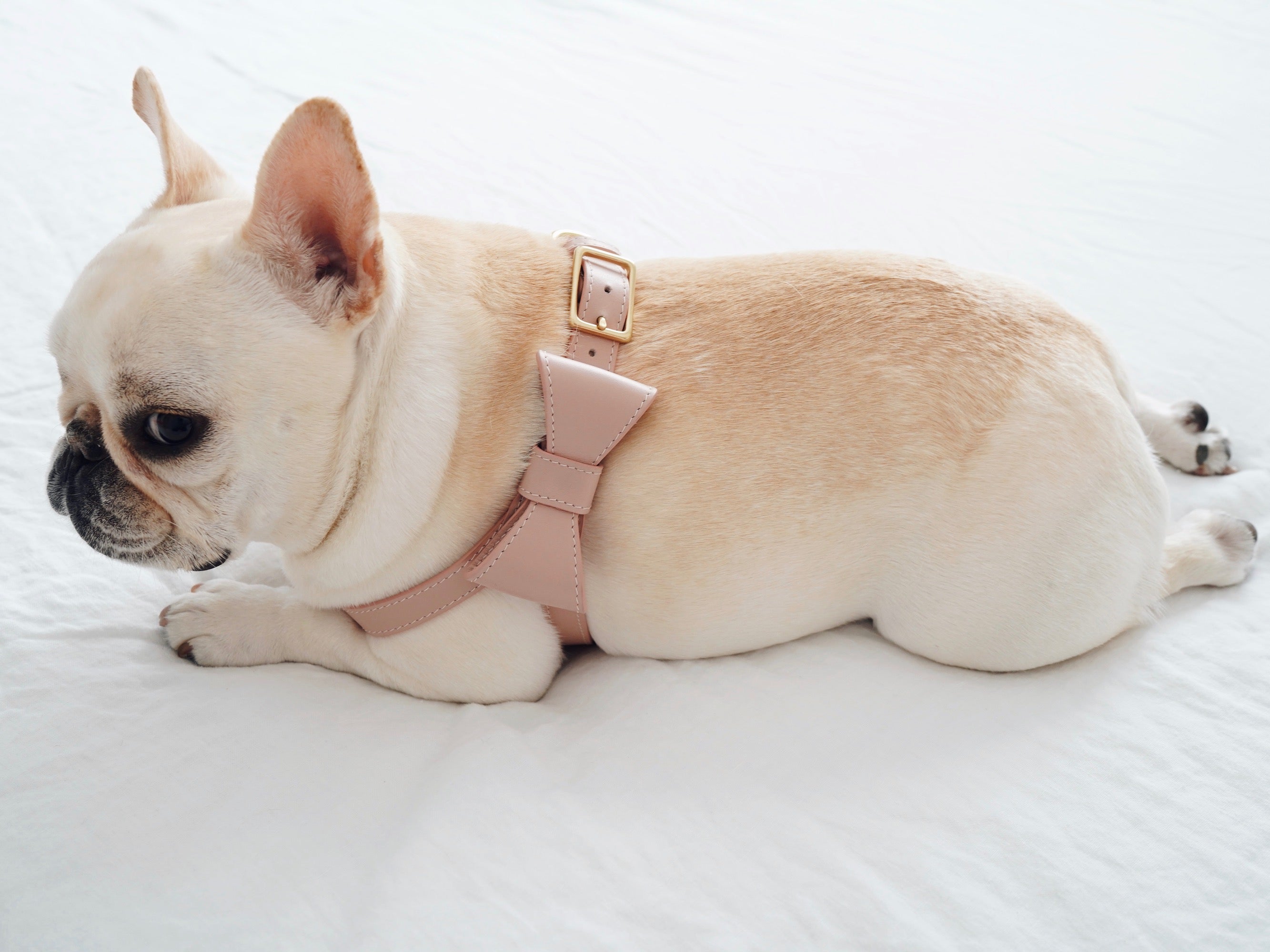 Blush Pink leather Harness with removable bow