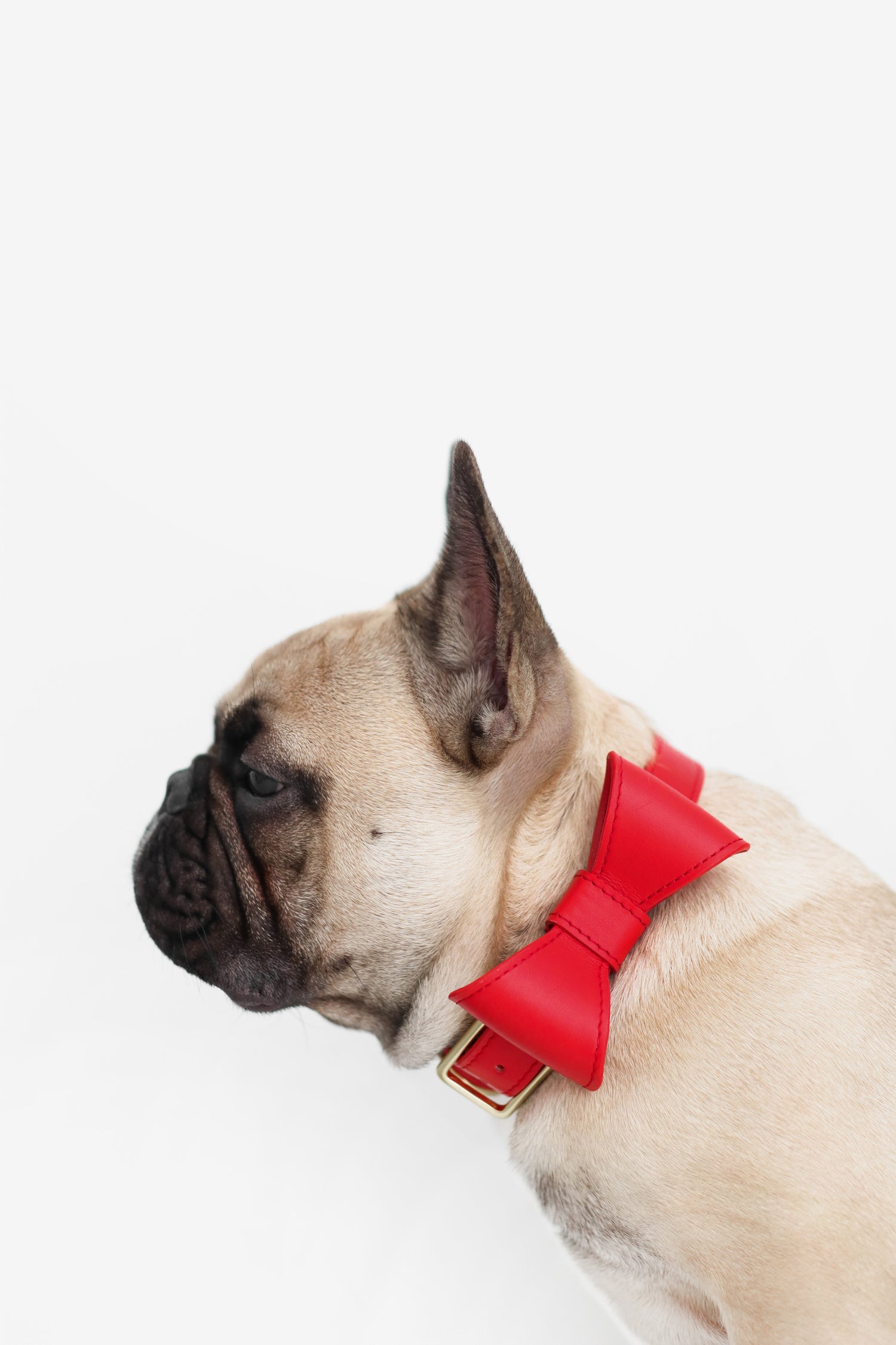 Poppy Red leather collar with removable bow