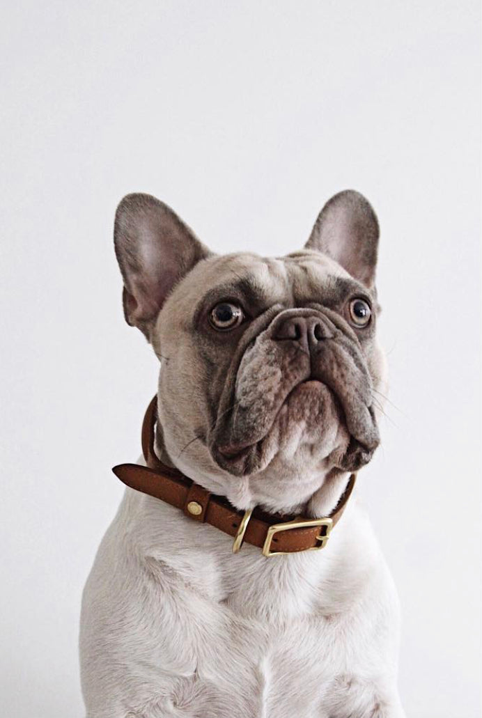 BIBI Collar - Cognac brown