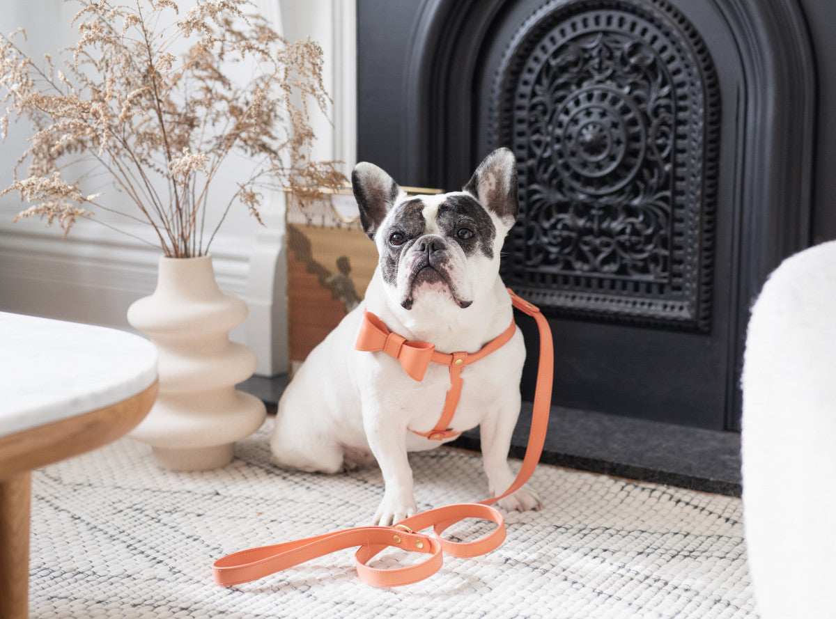 Peach leather harness with removable bow