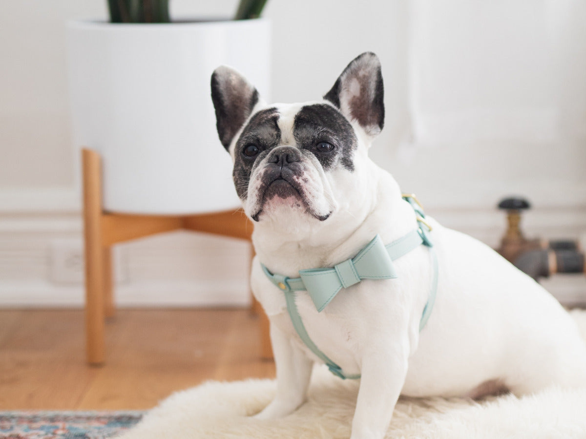 Mint leather Harness with removable bow