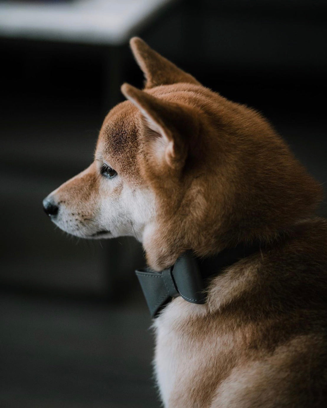 Stone Gray leather collar with removable bow