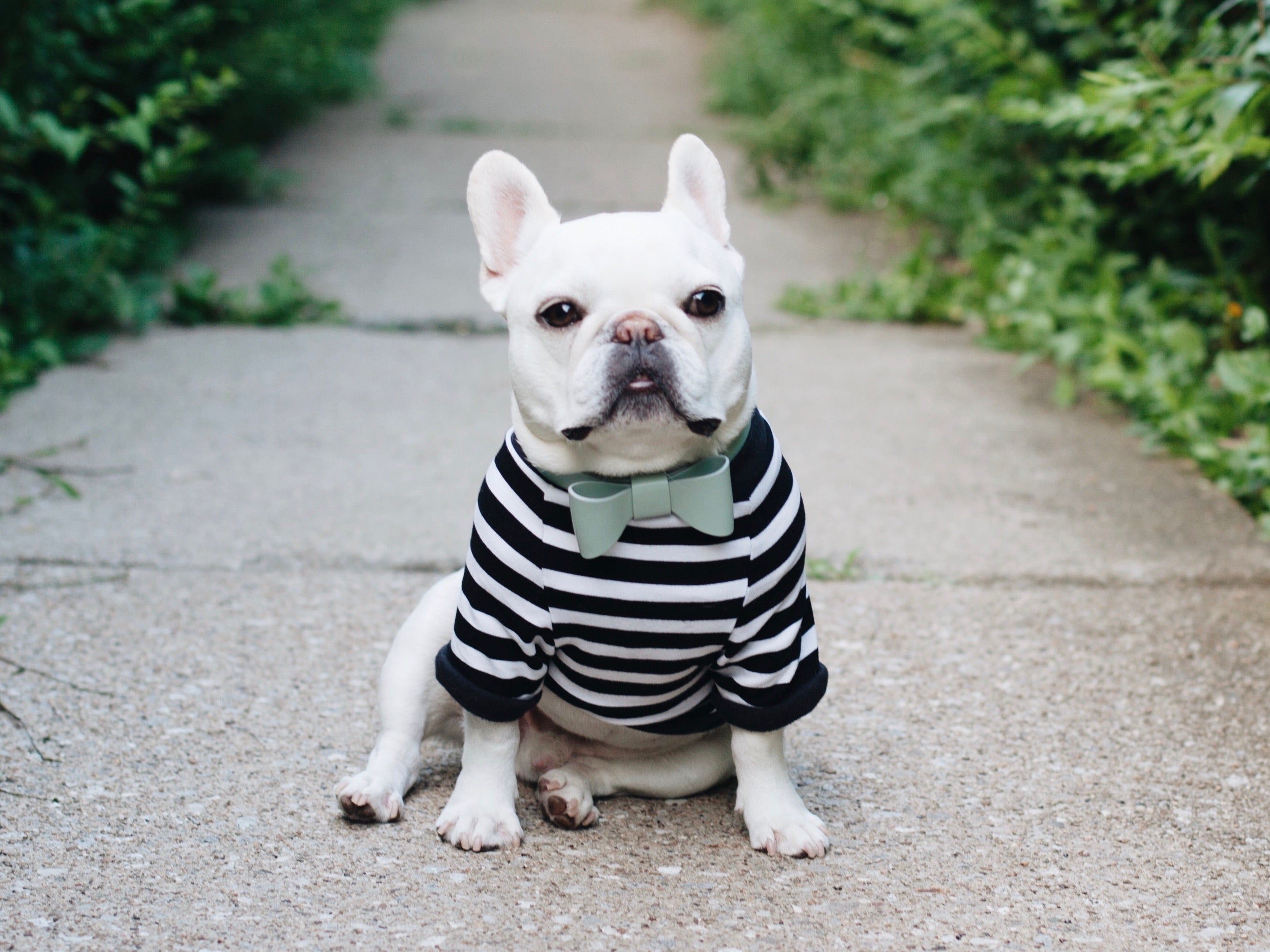 Mint leather collar with removable bow