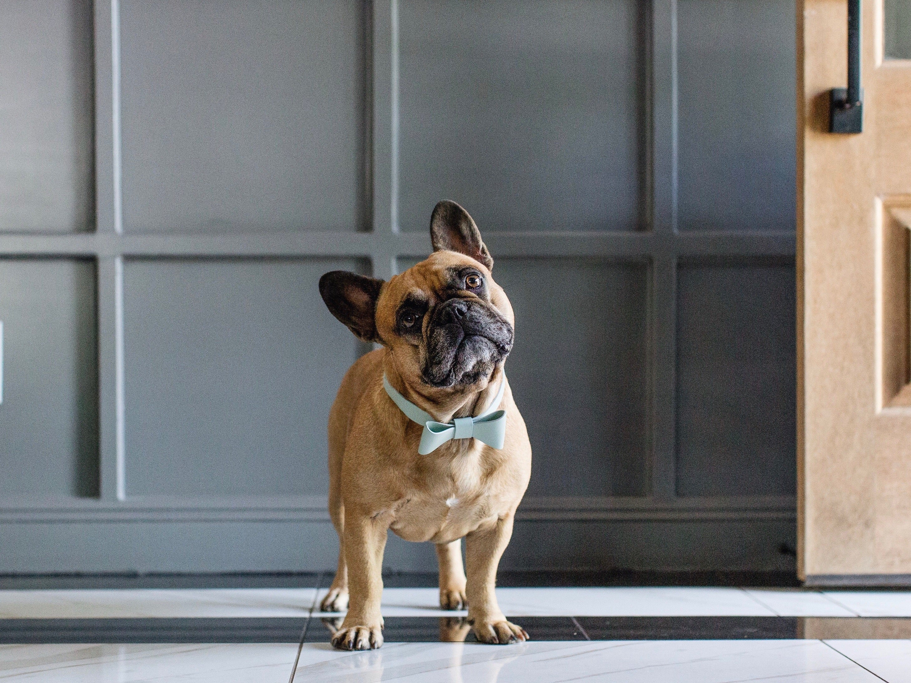 Mint leather collar with removable bow
