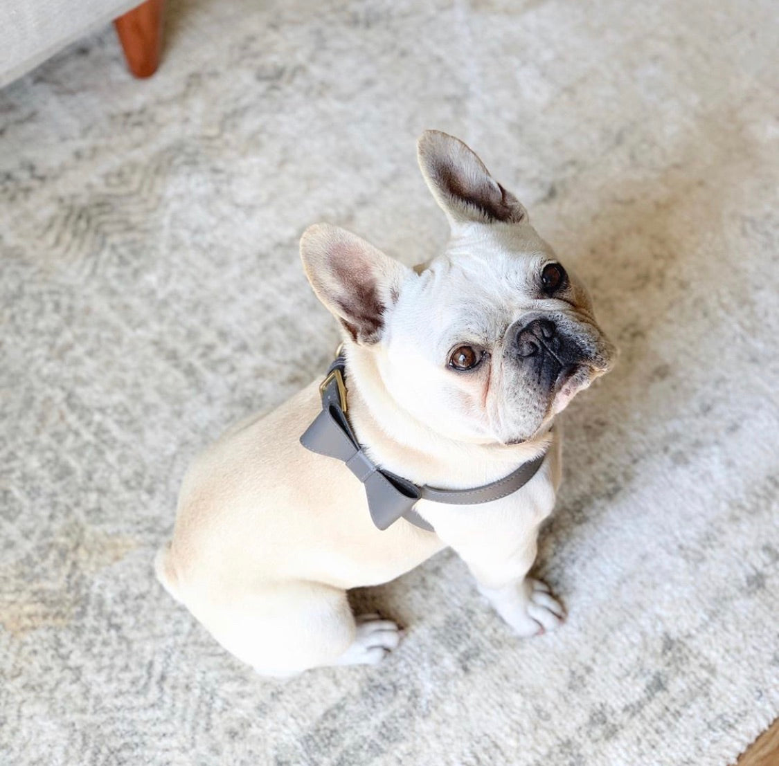 Stone gray leather harness with removable bow