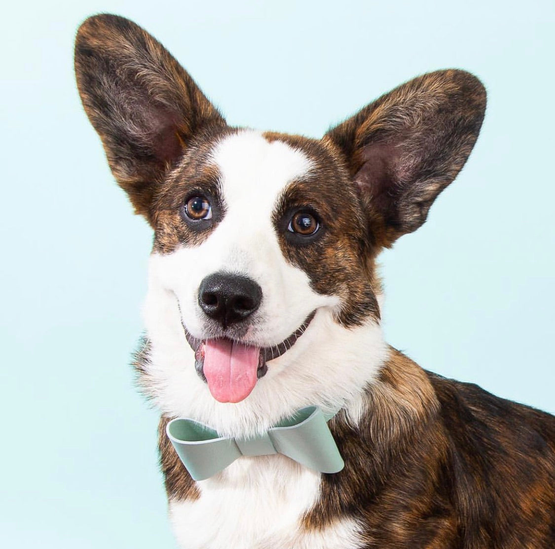 Mint leather collar with removable bow