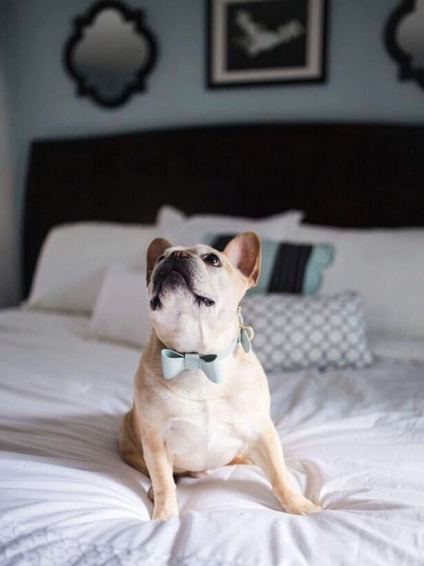 Mint leather collar with removable bow