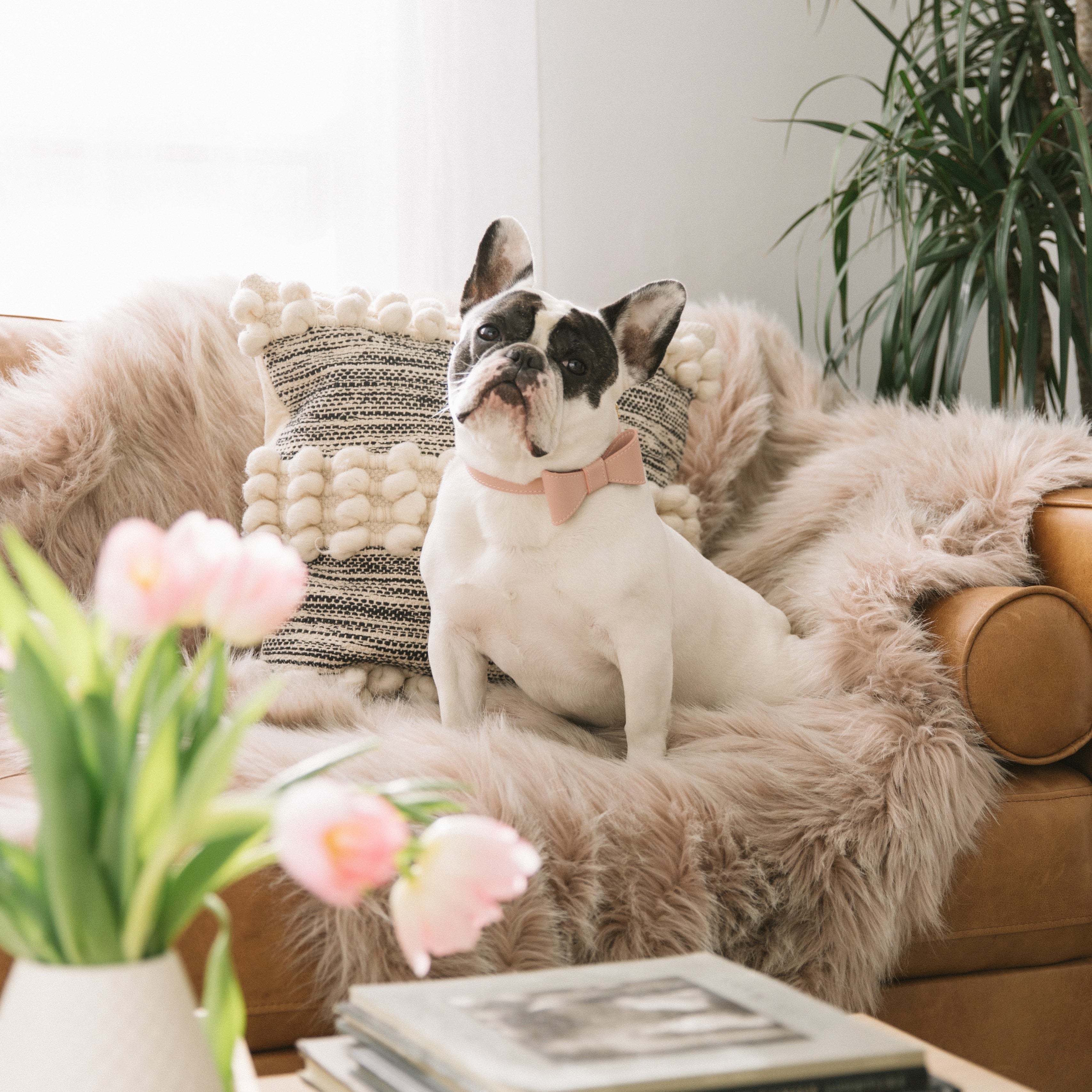 Blush pink leather collar with removable bow