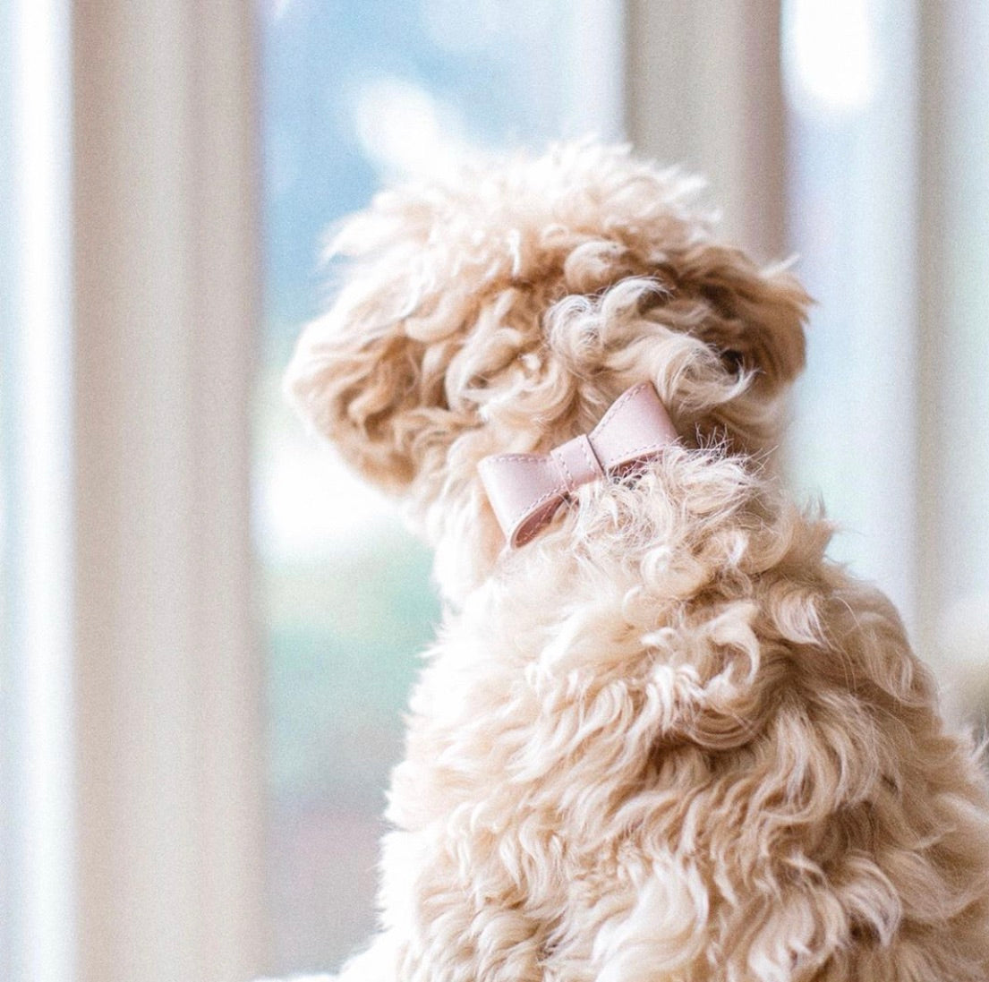 Blush pink leather collar with removable bow
