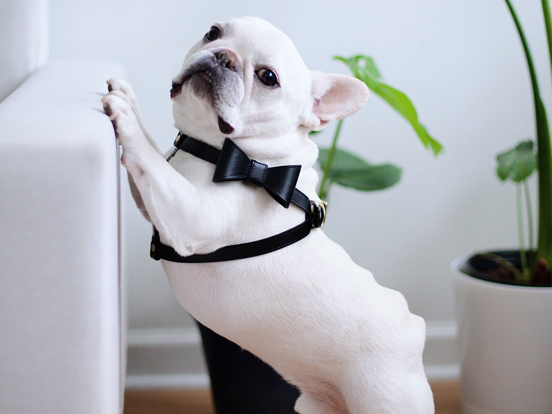 French Bulldog Leather Harness Black