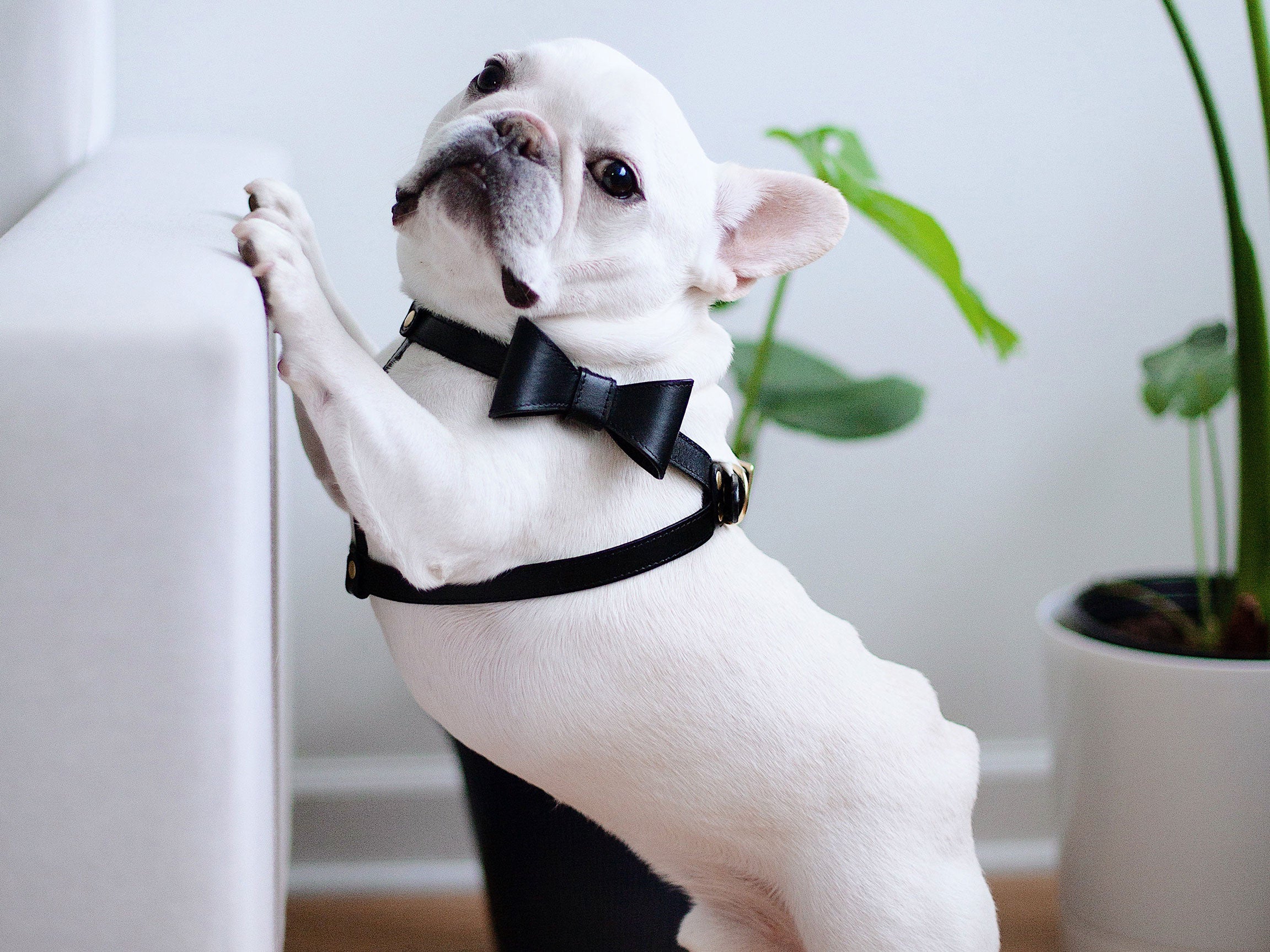 Onyx Black leather Harness with removable bow