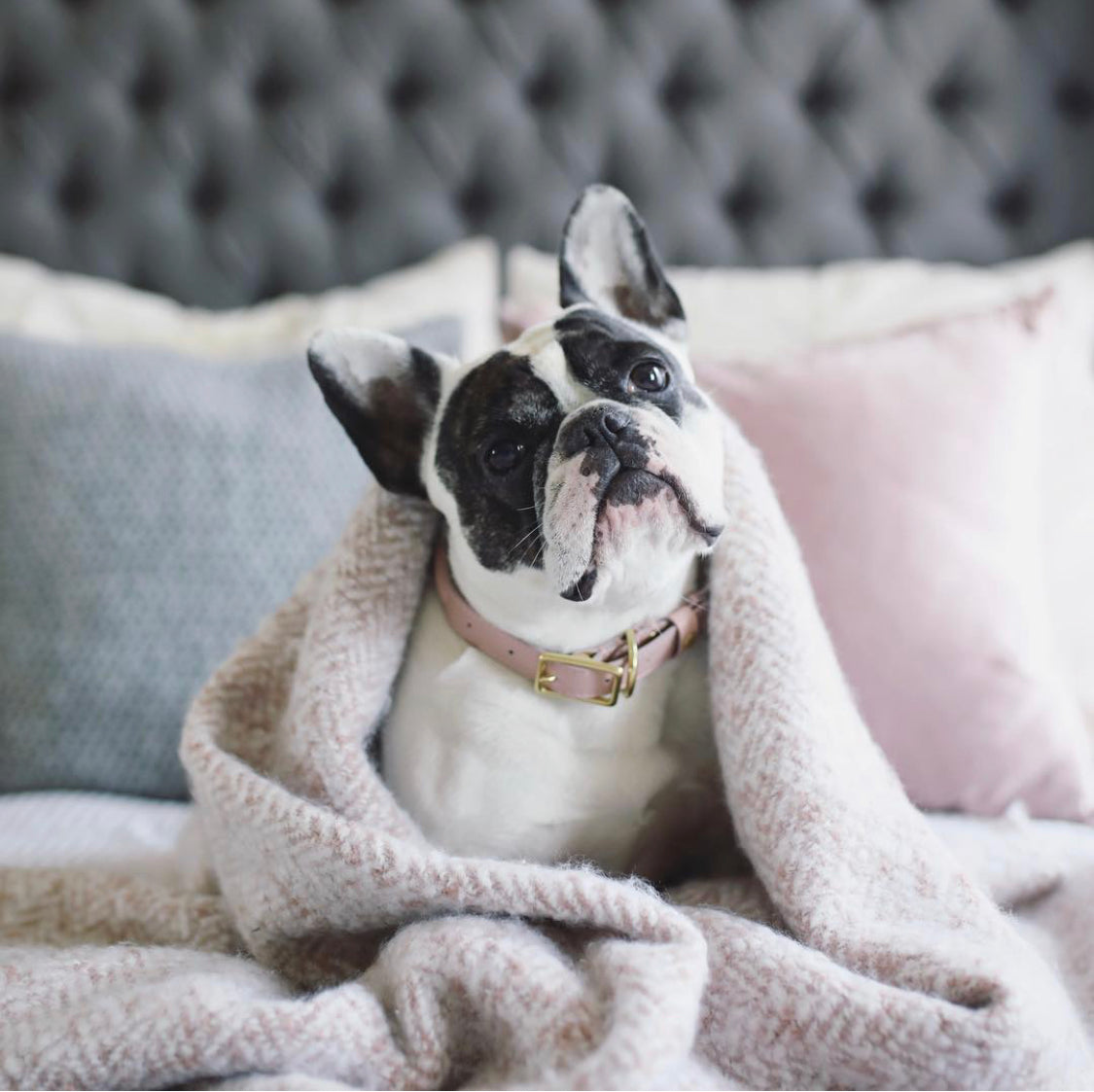 BIBI Collar - Blush Pink