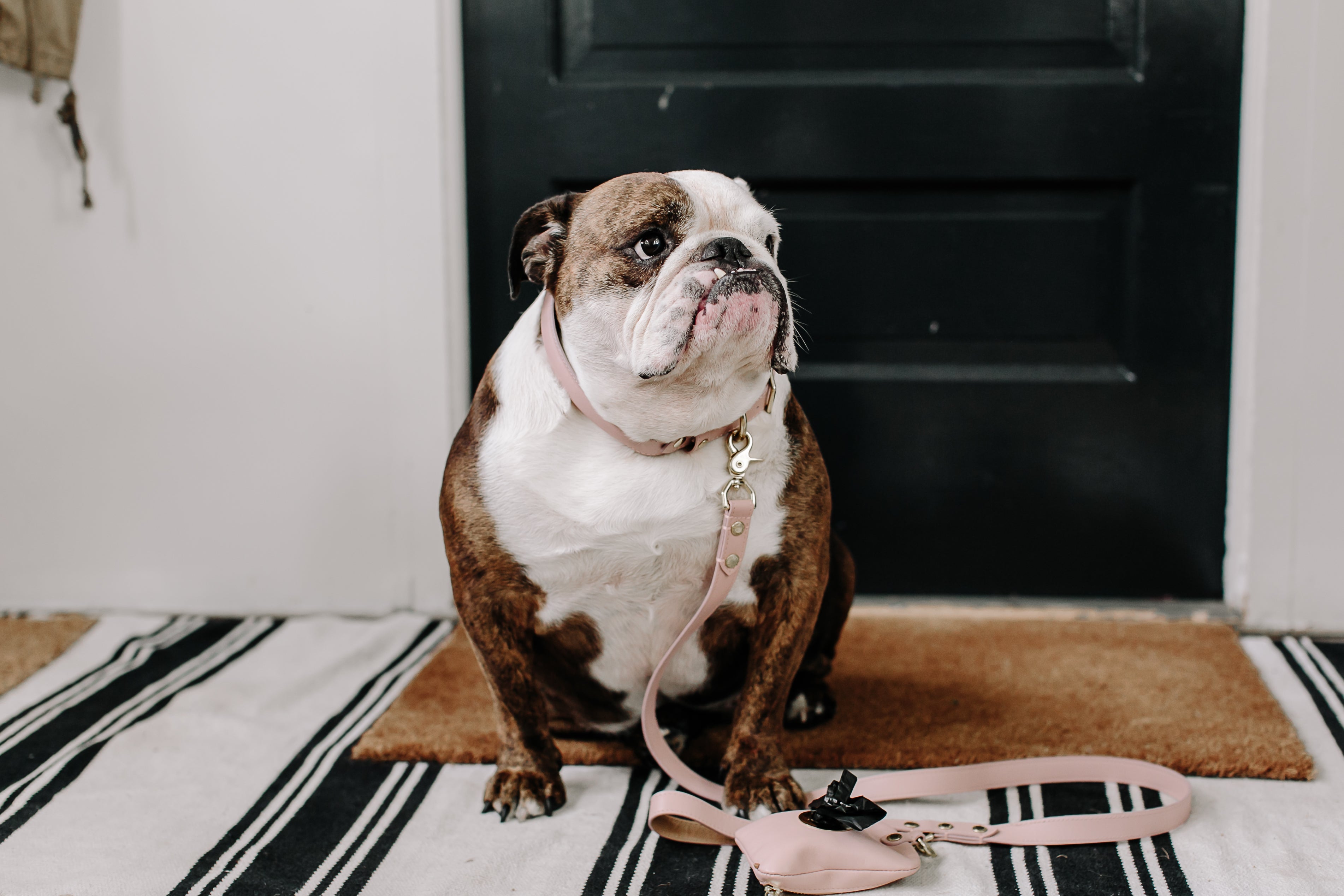 BIBI Collar - Blush Pink