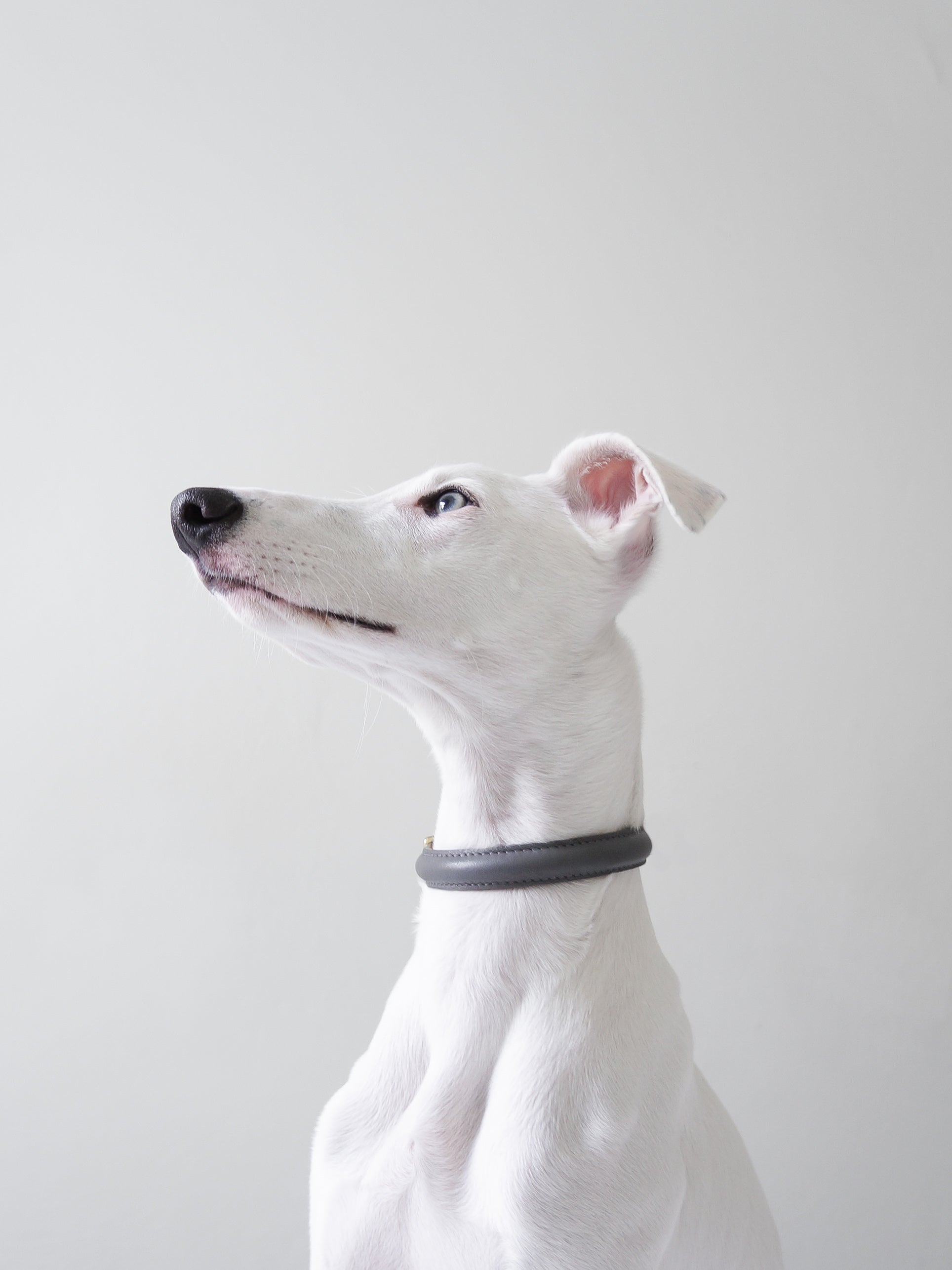 BIBI Collar - Stone Gray